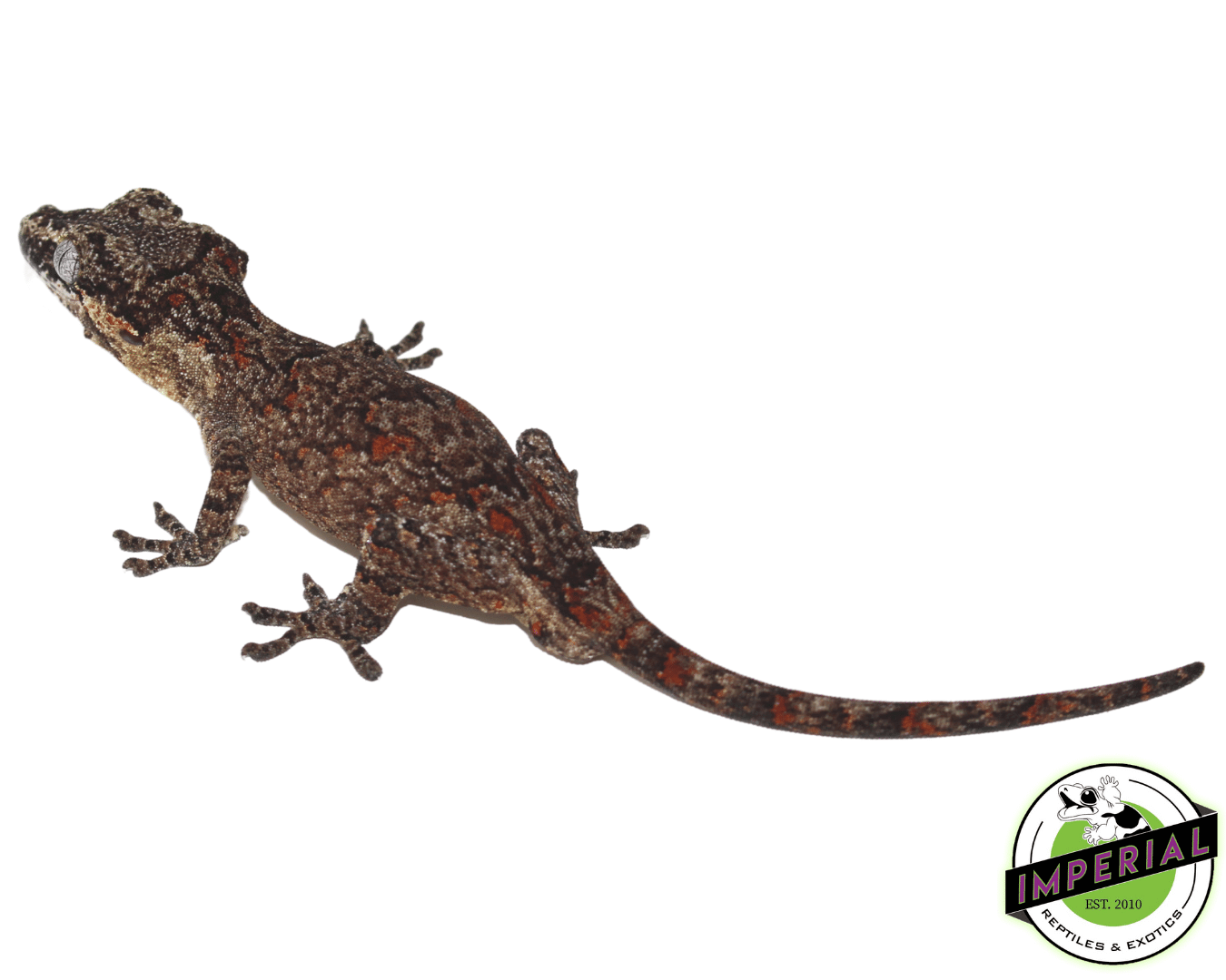 Orange Retic Gargoyle Gecko — image 2