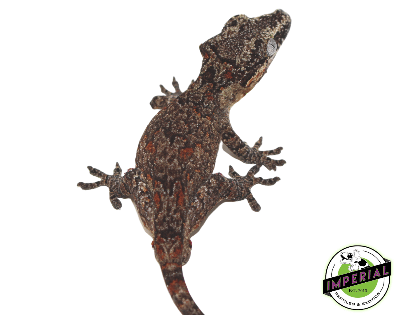 Orange Retic Gargoyle Gecko — image 3