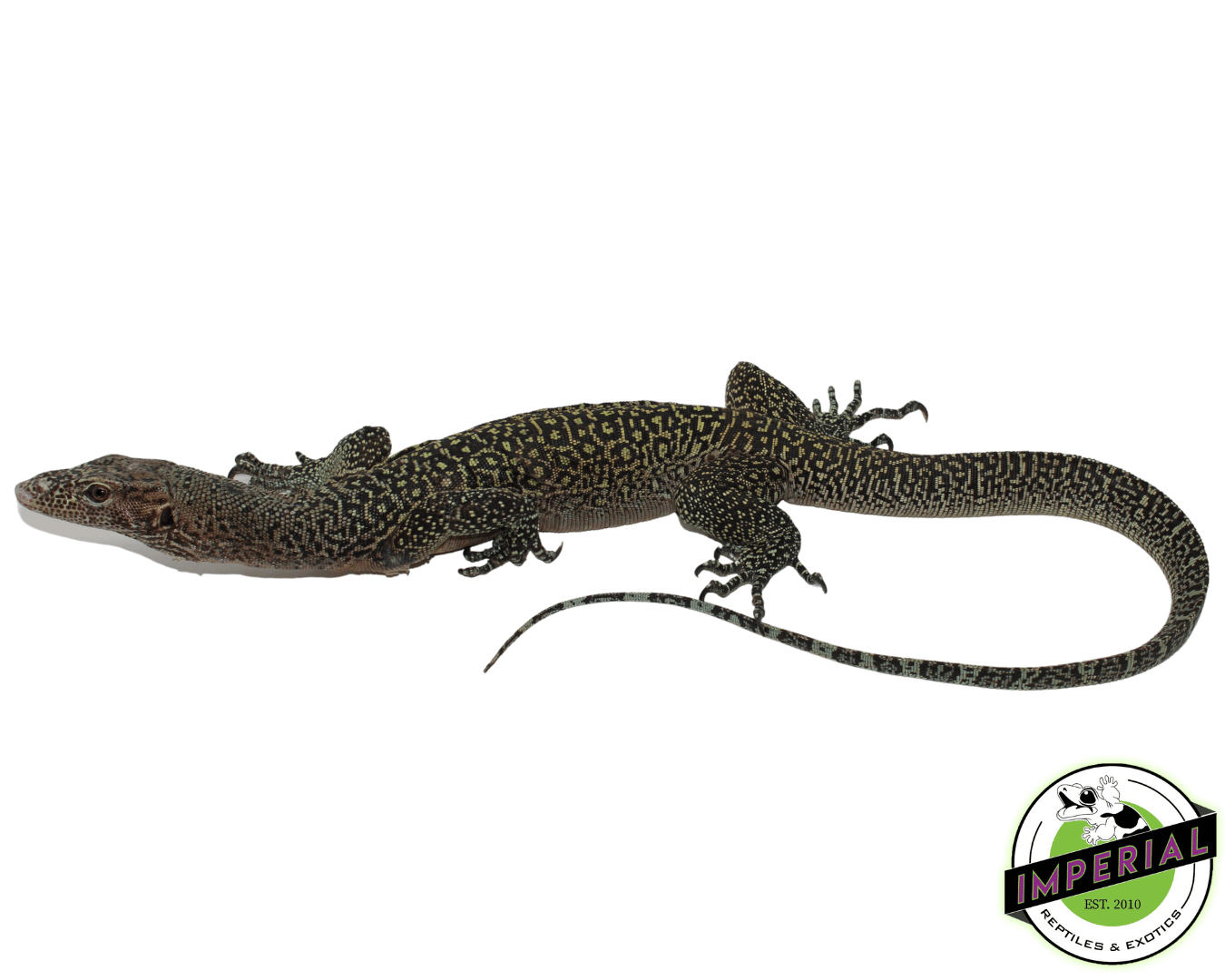 "Orange Spot" Blue Tail Monitor Adult Female — image 3