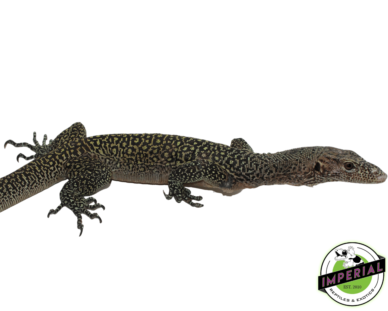 "Orange Spot" Blue Tail Monitor Adult Female — image 2