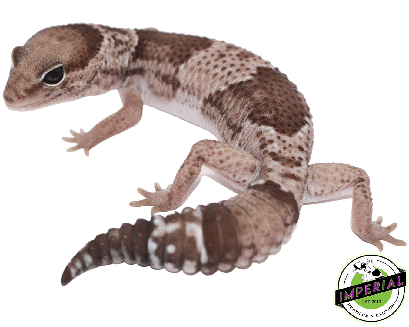 Oreo African Fat Tail Gecko — image 2