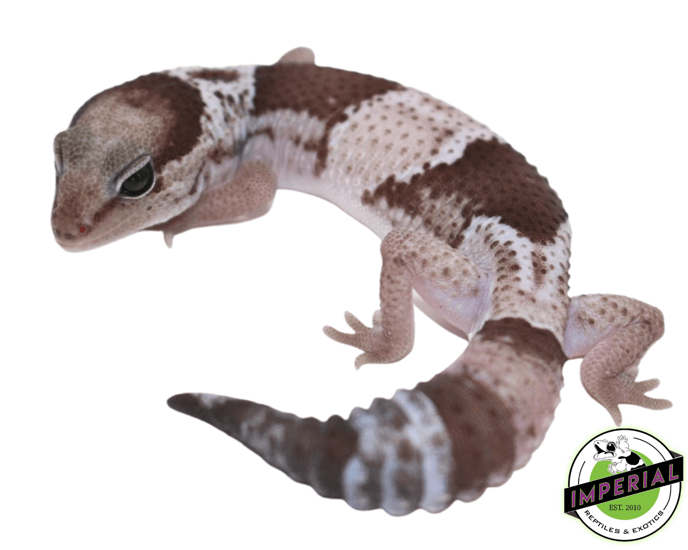 Oreo African Fat Tail Gecko — image 3