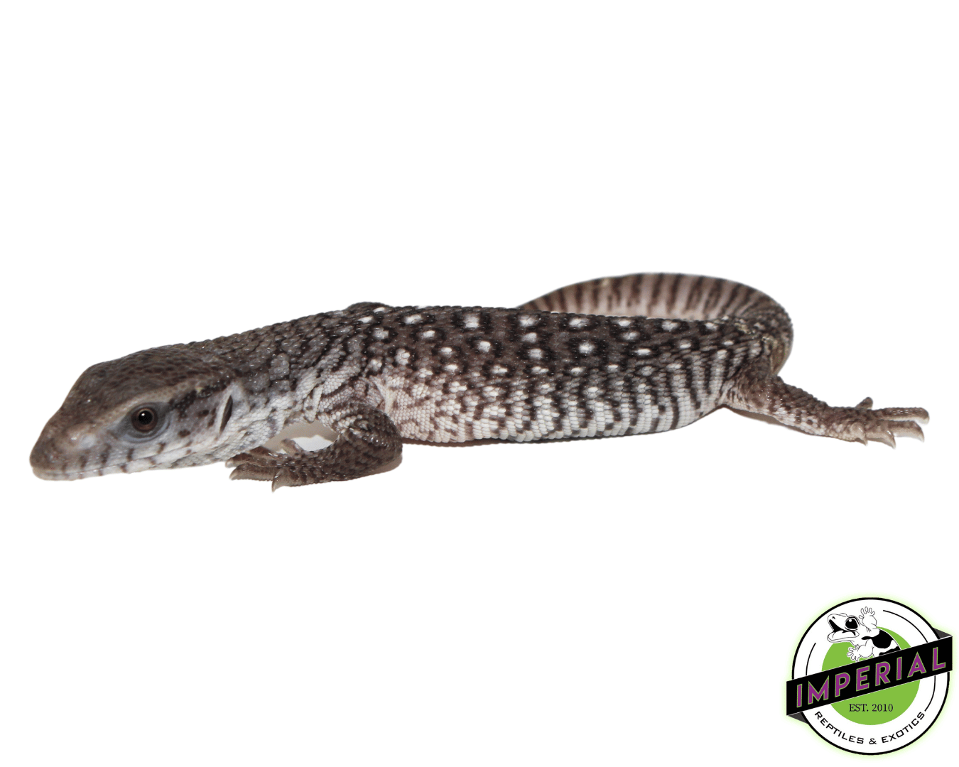 "Oreo" Axanthic Savannah Monitor Baby — image 2