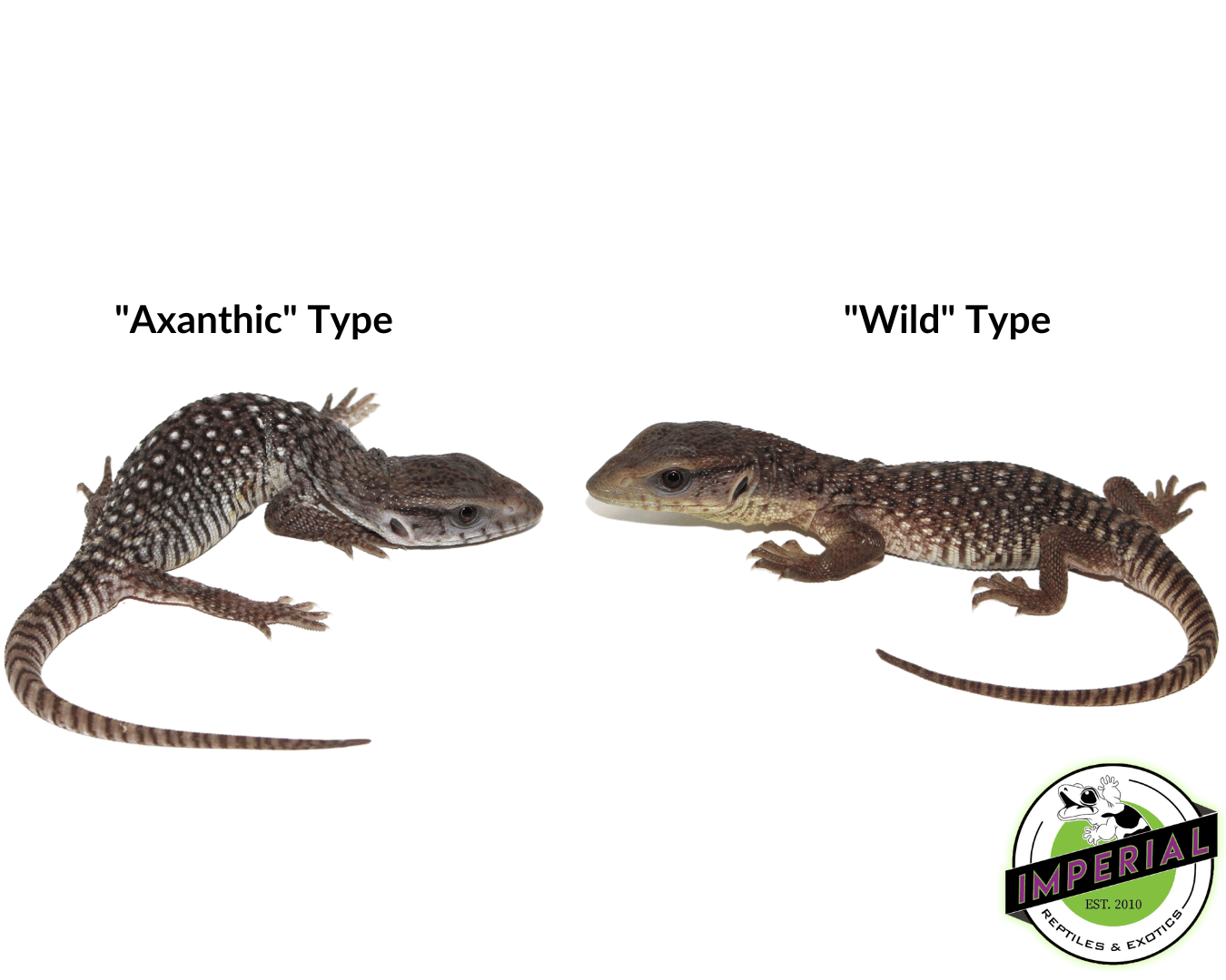 "Oreo" Axanthic Savannah Monitor Baby — image 3