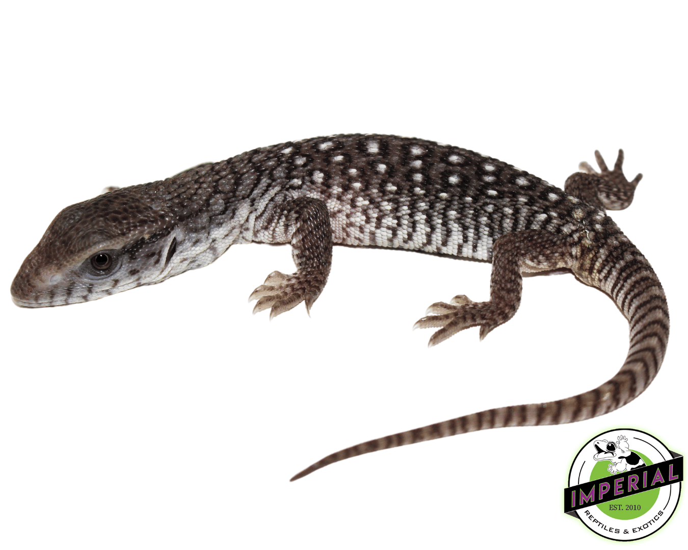 "Oreo" Axanthic Savannah Monitor Baby