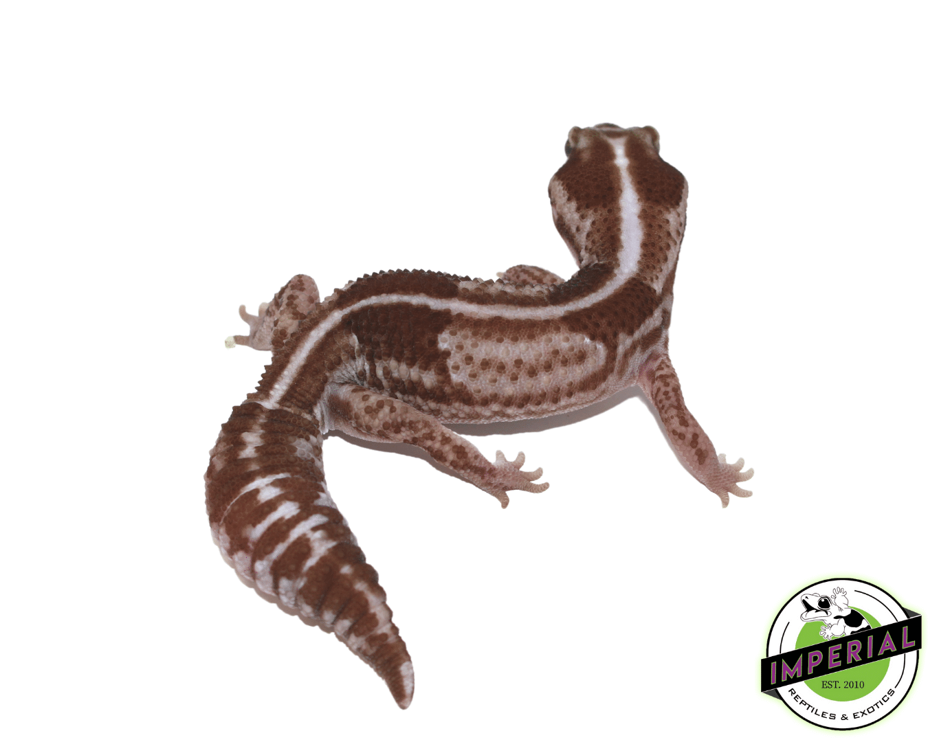 Oreo Stripe African Fat Tail Gecko Adult — image 2