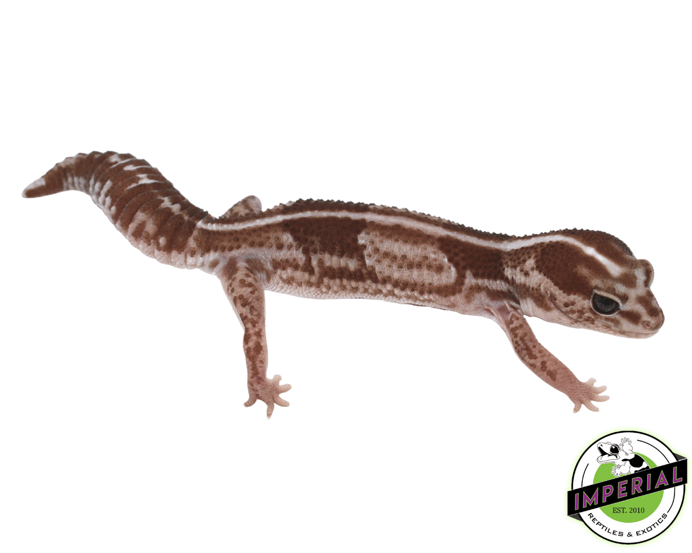 Oreo Stripe African Fat Tail Gecko Adult