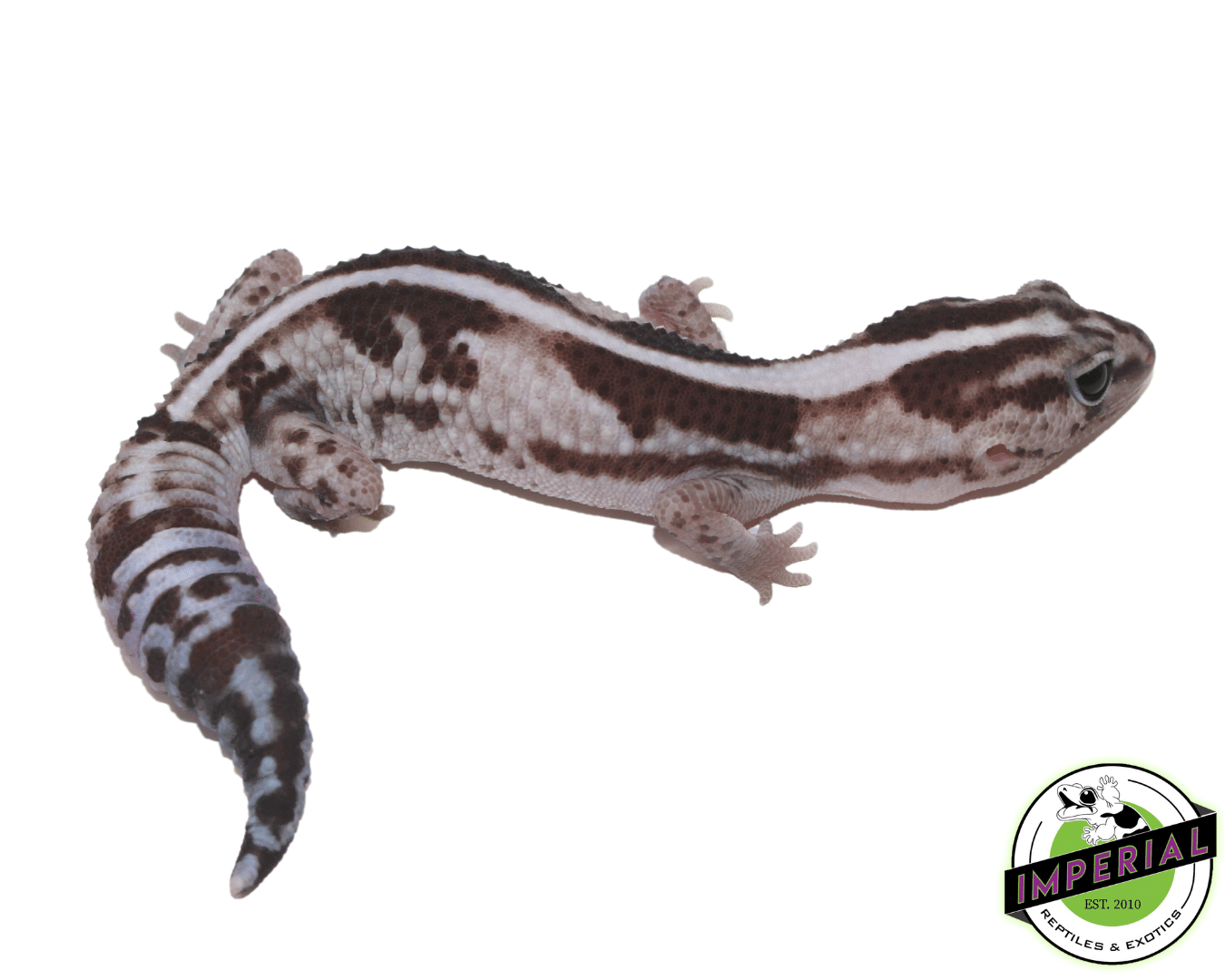 Oreo Whiteout Zero African Fat Tail Gecko Adult