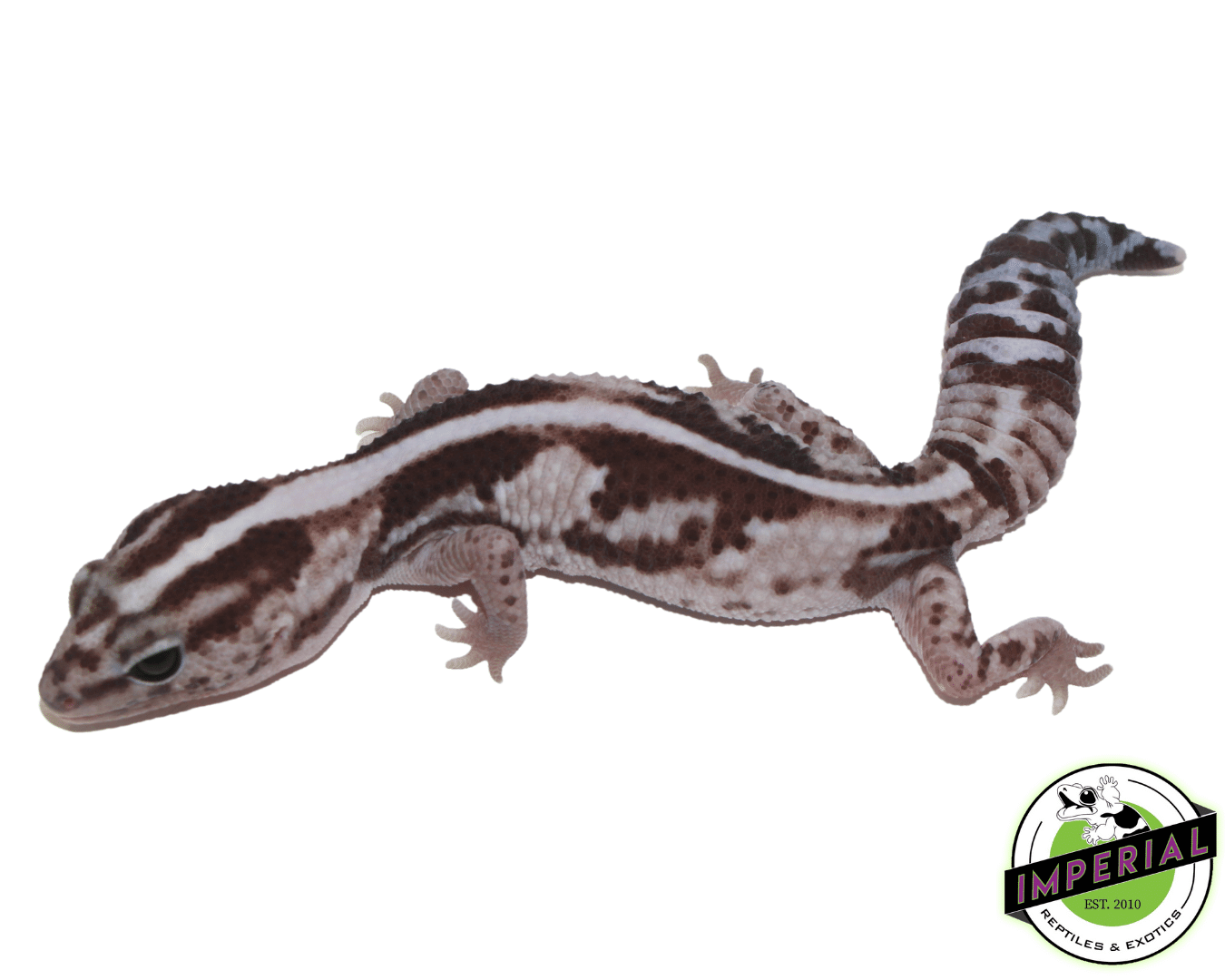 Oreo Whiteout Zero African Fat Tail Gecko Adult — image 2