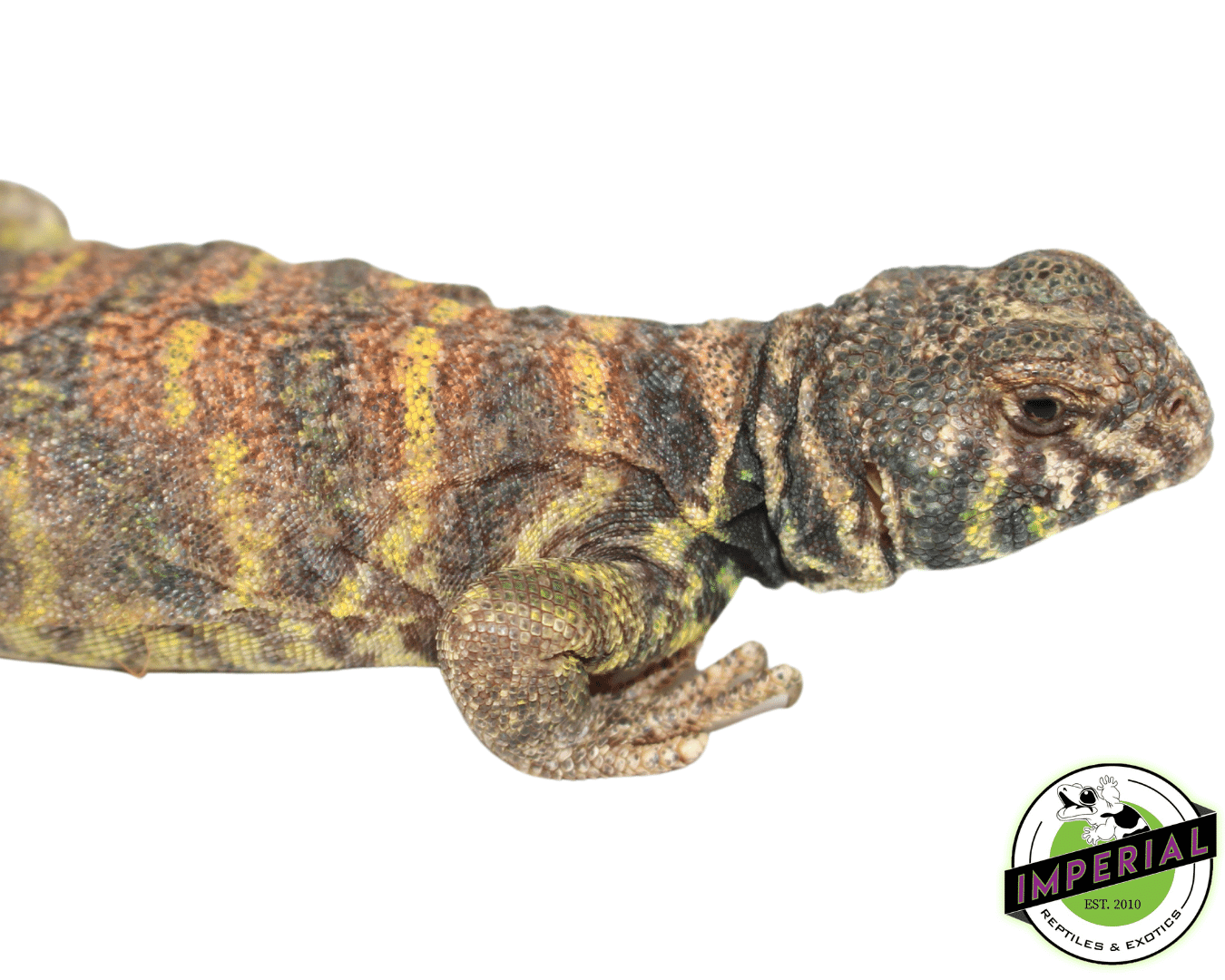 Ornate Uromastyx Adult — image 2