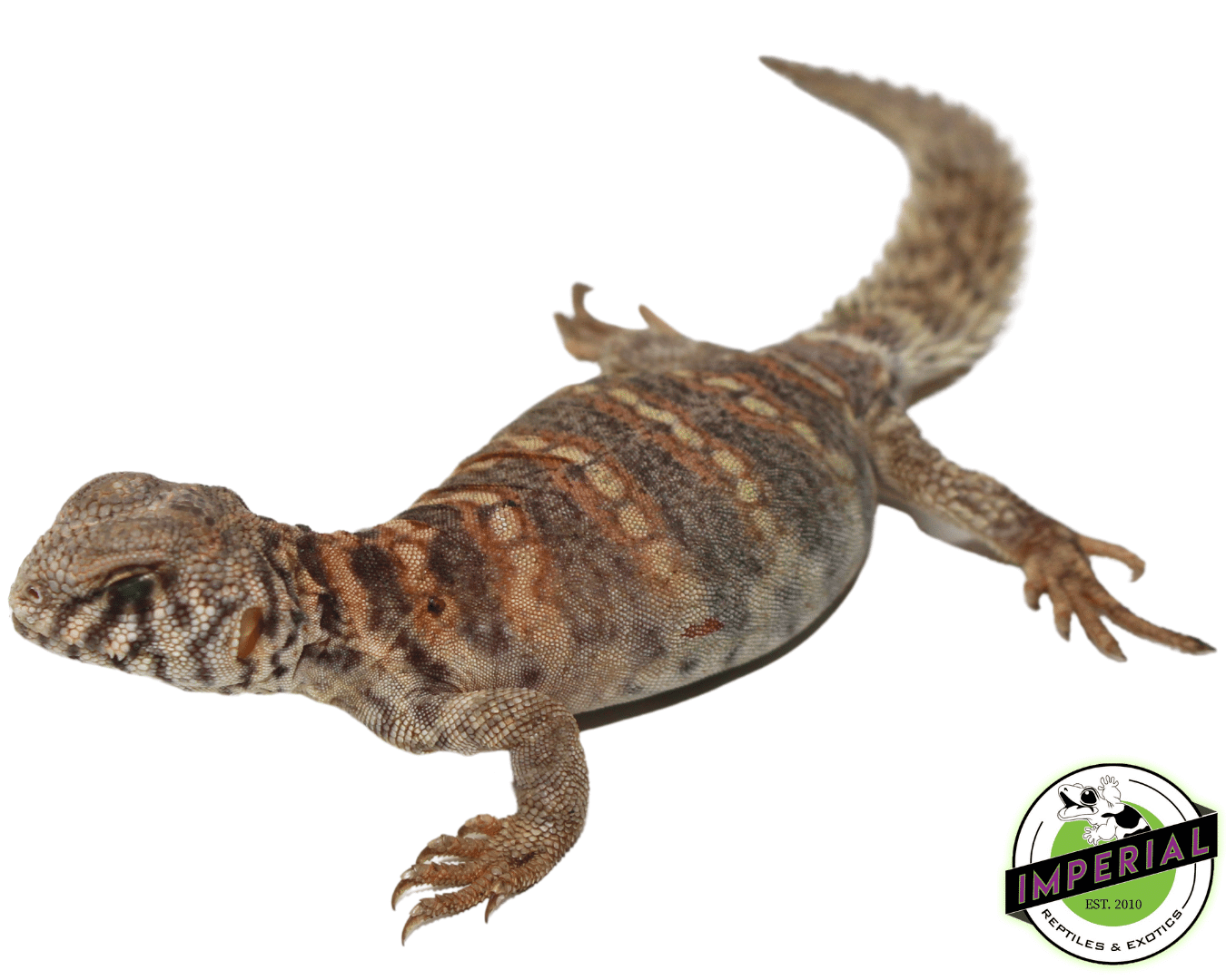 Ornate Uromastyx Baby — image 2