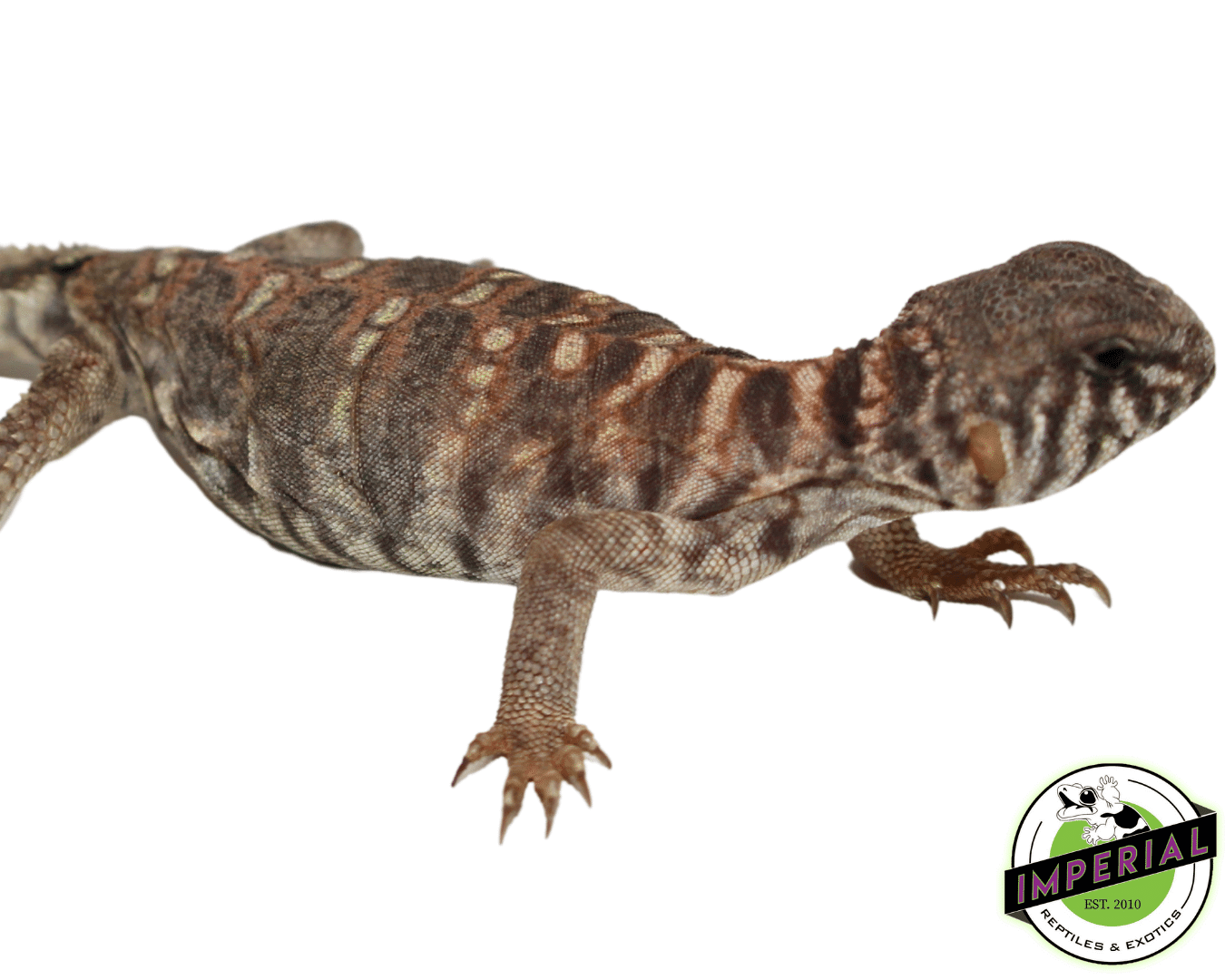Ornate Uromastyx Baby — image 3