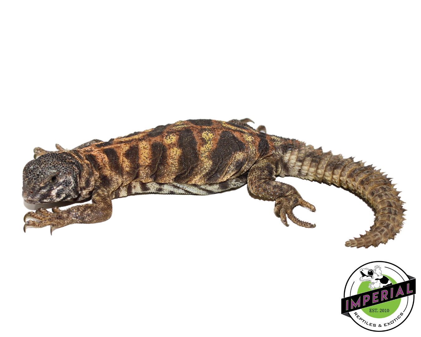 Ornate Uromastyx (Blue Phase) — image 2