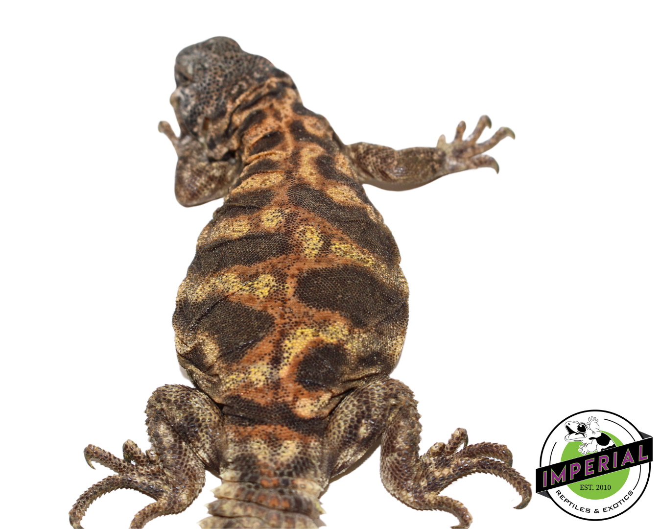Ornate Uromastyx (Blue Phase) — image 3
