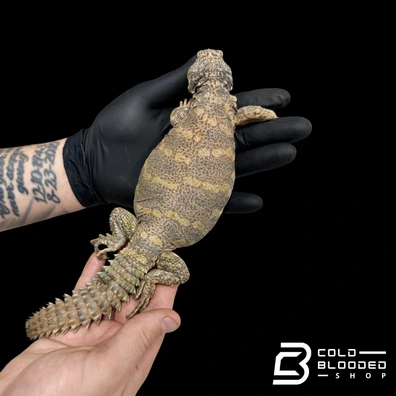 Ornate Uromastyx - Uromastyx Ornata