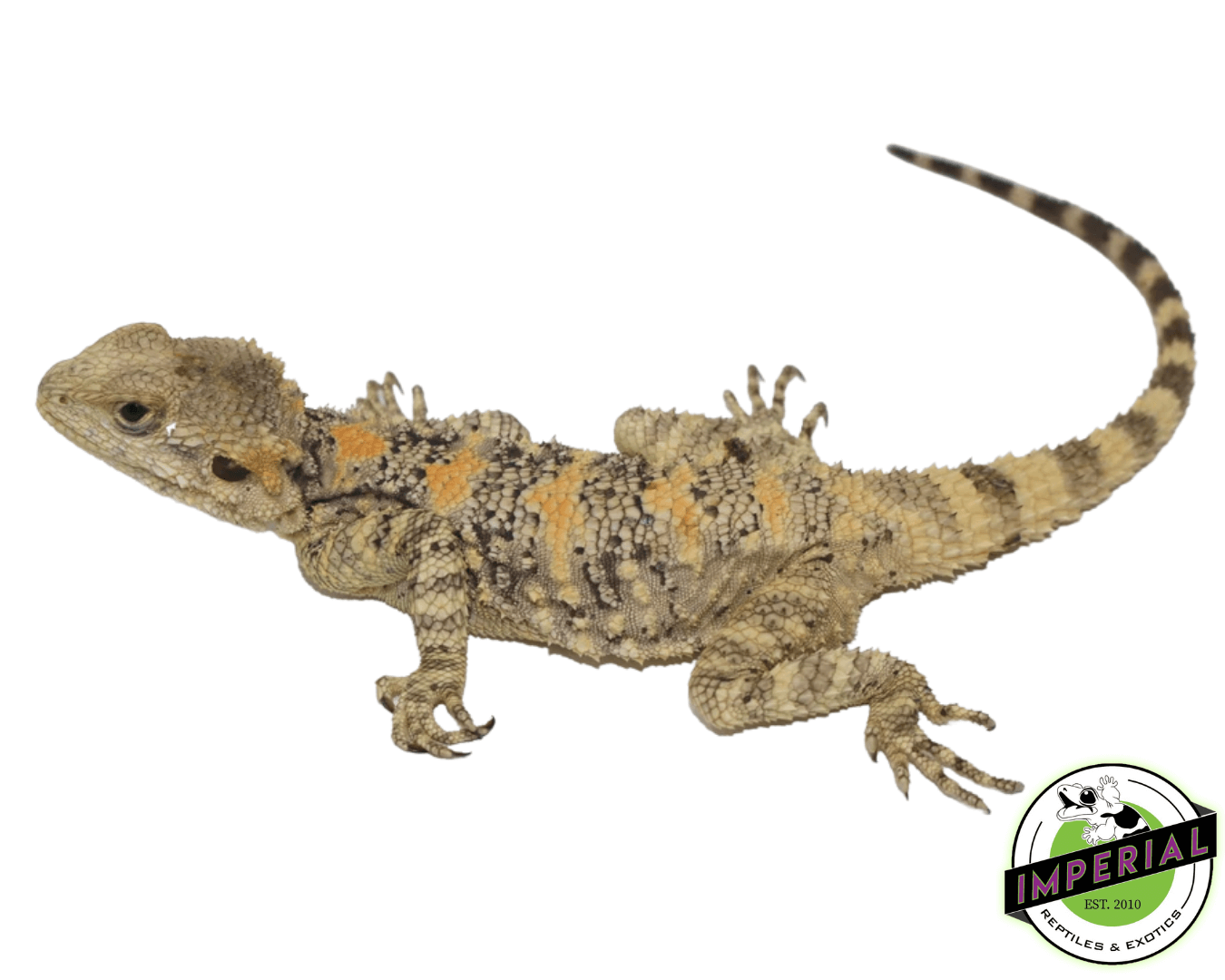 Painted "Clown" Agama
