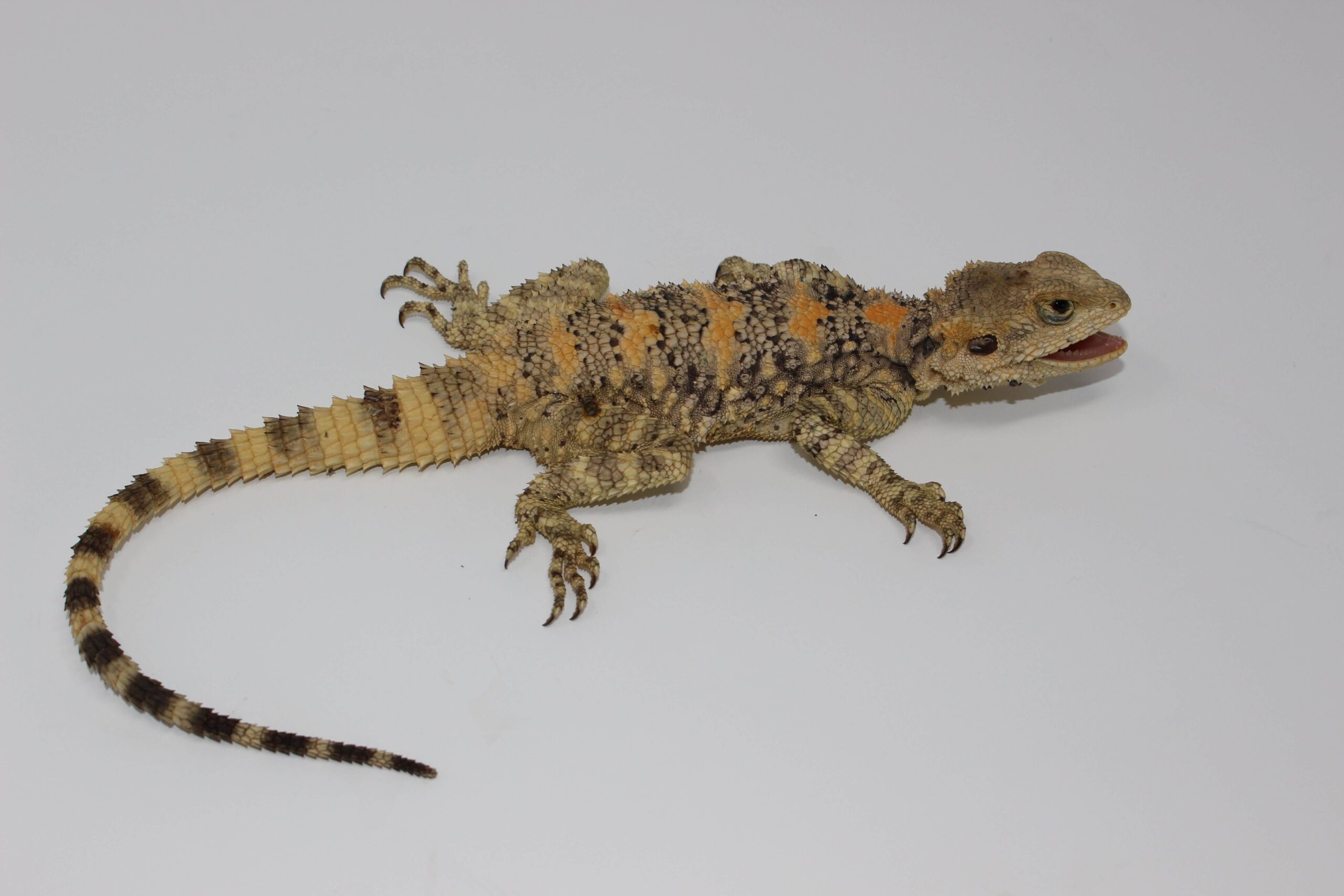 Painted "Clown" Agama — image 2