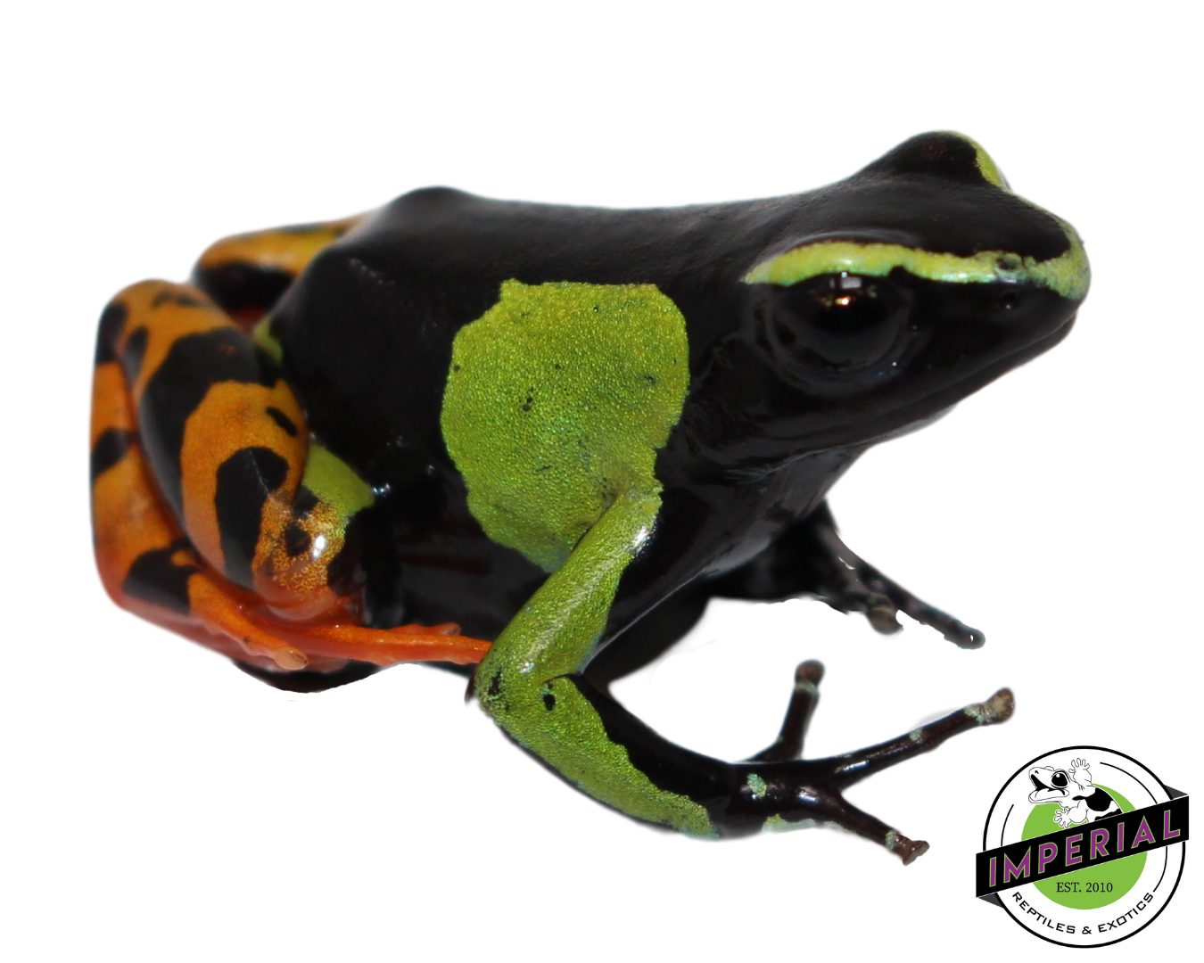 Painted Mantella