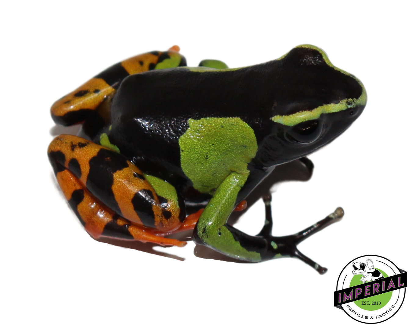 Painted Mantella — image 2