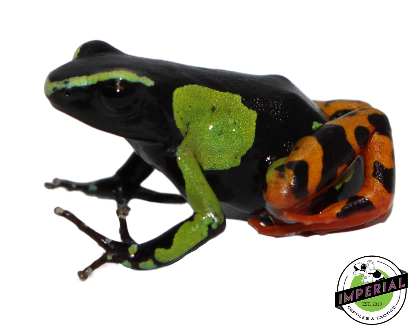 Painted Mantella — image 3
