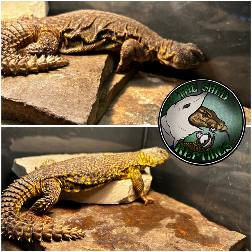 PAIR 1.1 Yellow Uromastyx — image 2