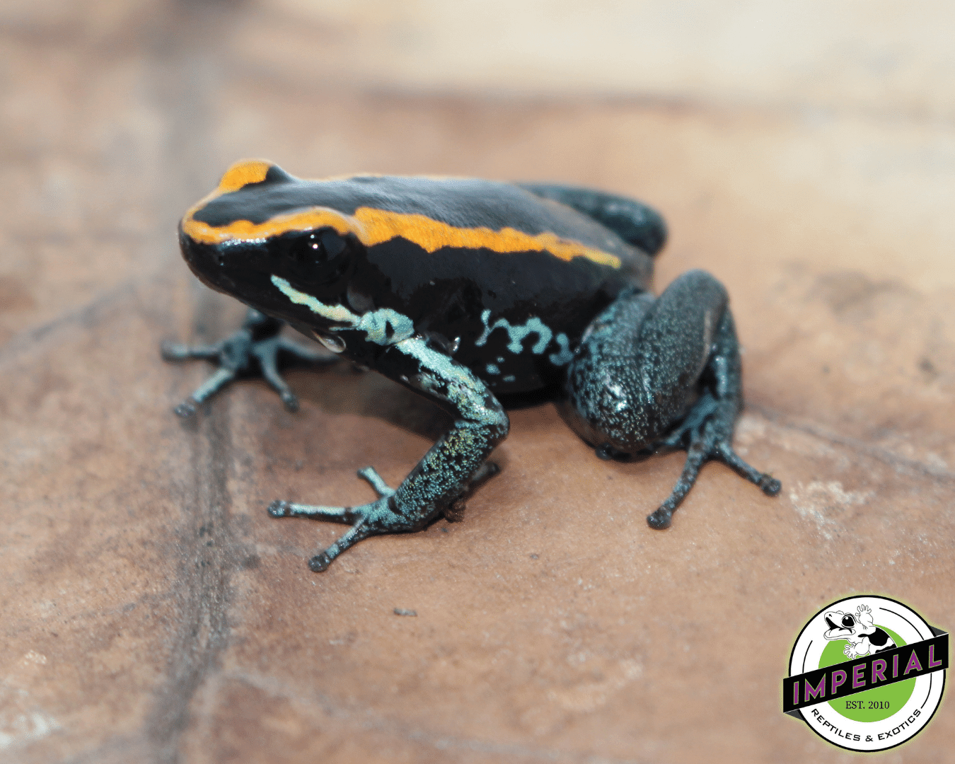 PAIR: Golfodulcean Poison Arrow Frog Phyllobates vittatus