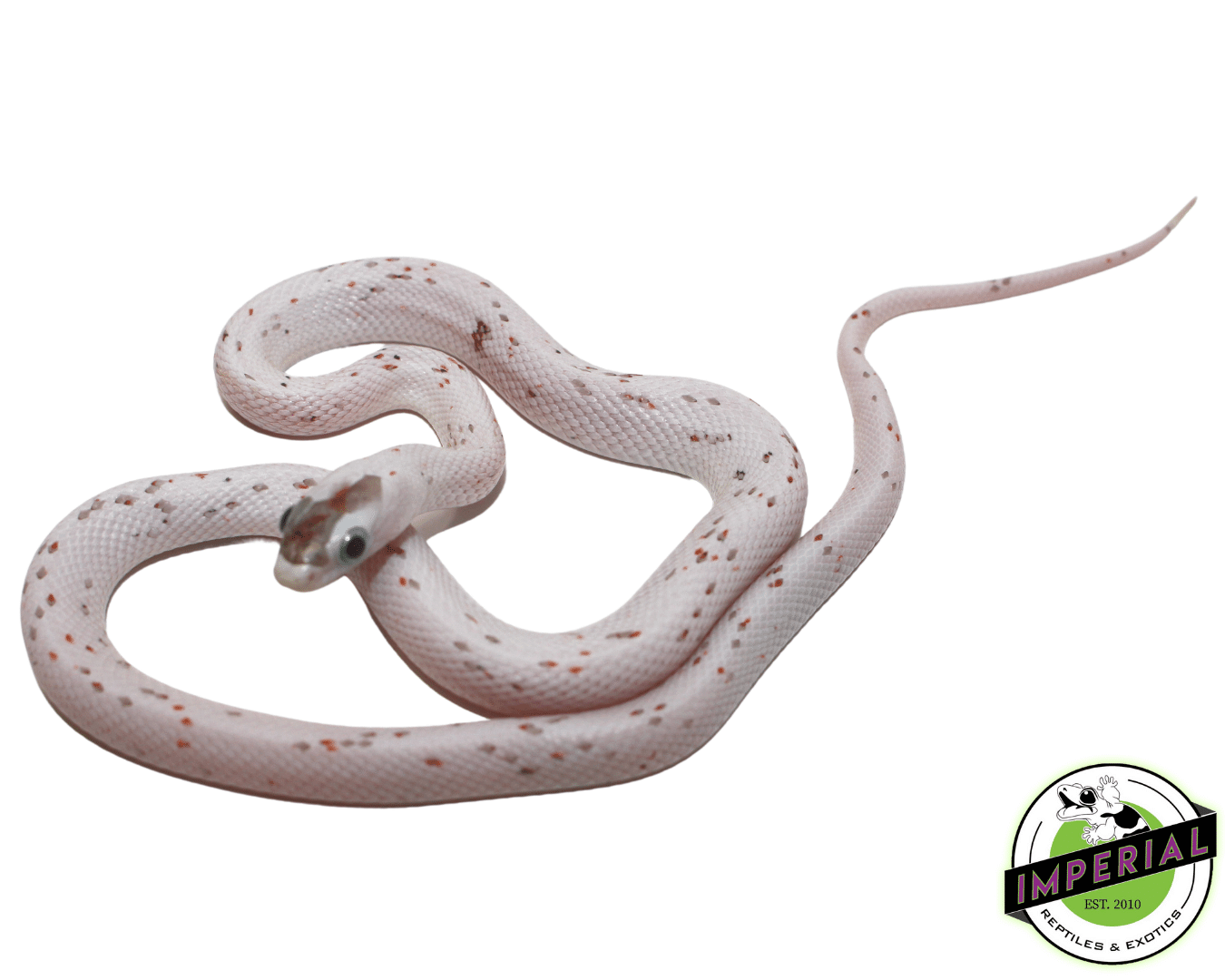 Palmetto Corn Snake