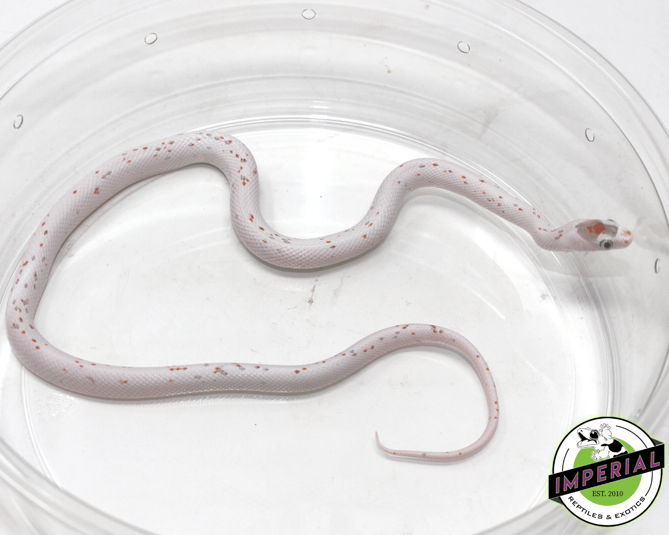 Palmetto Corn Snake — image 2