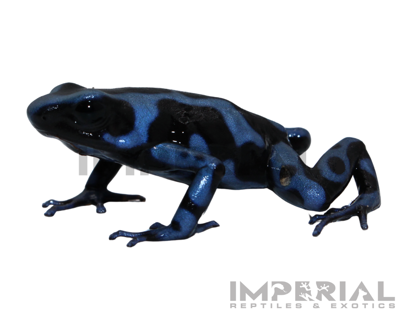 Panamanian Blue & Black Dart Frog (Dendrobates auratus) — image 2