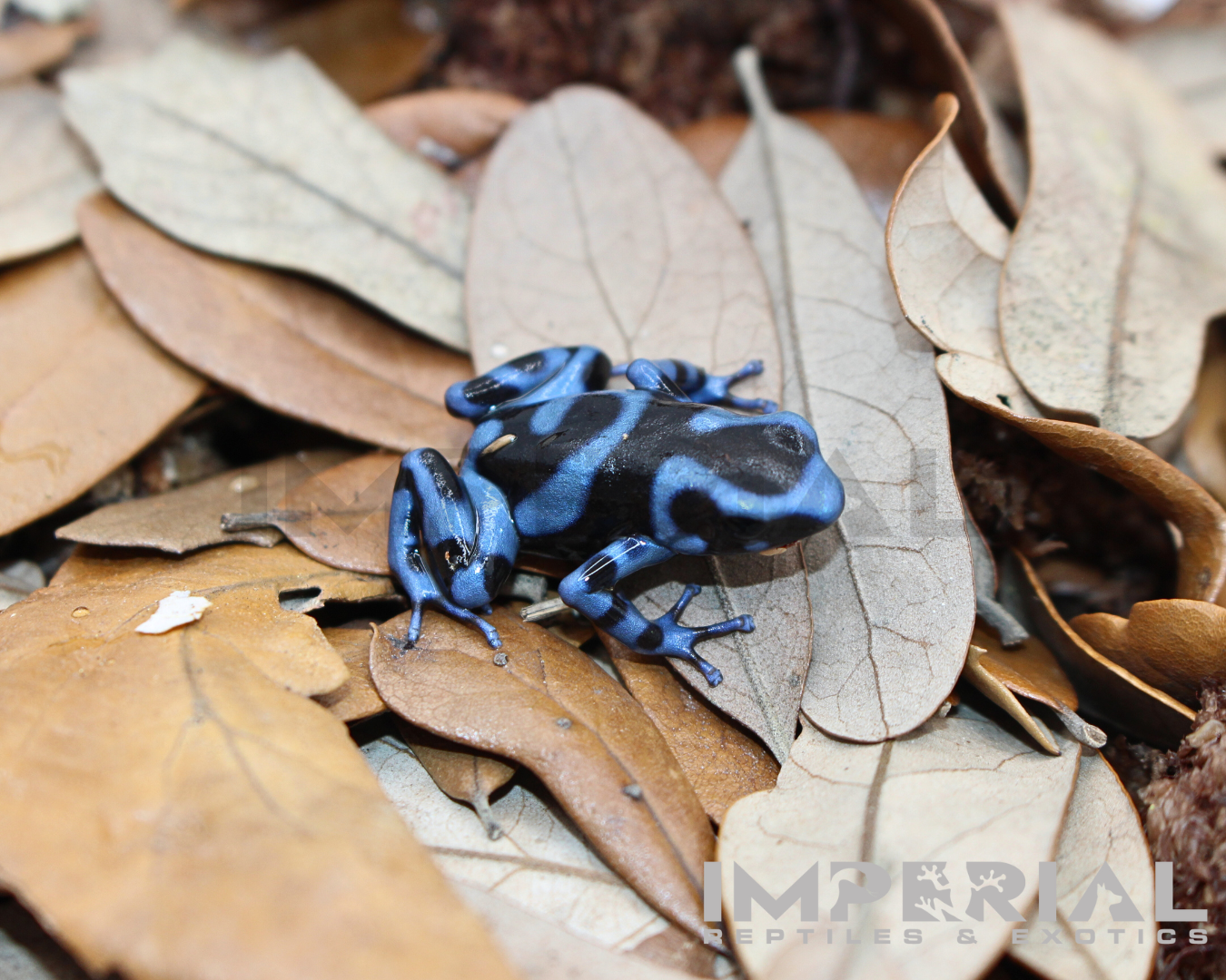 Panamanian Blue & Black Dart Frog (Dendrobates auratus) — image 3