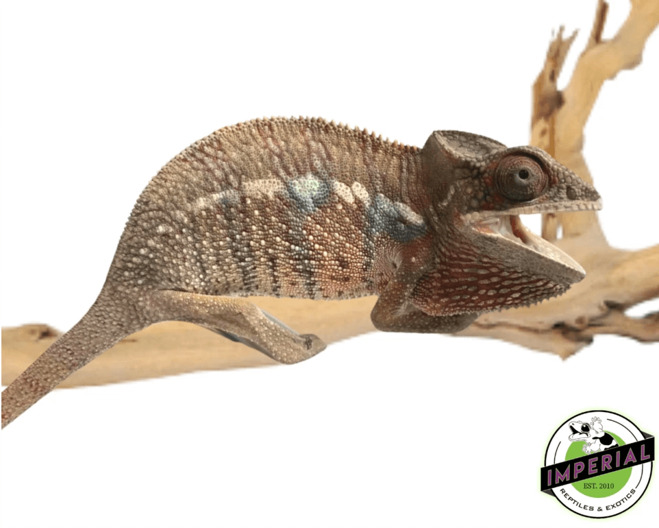 Panther Chameleon (Ambilobe) Juvenile Male