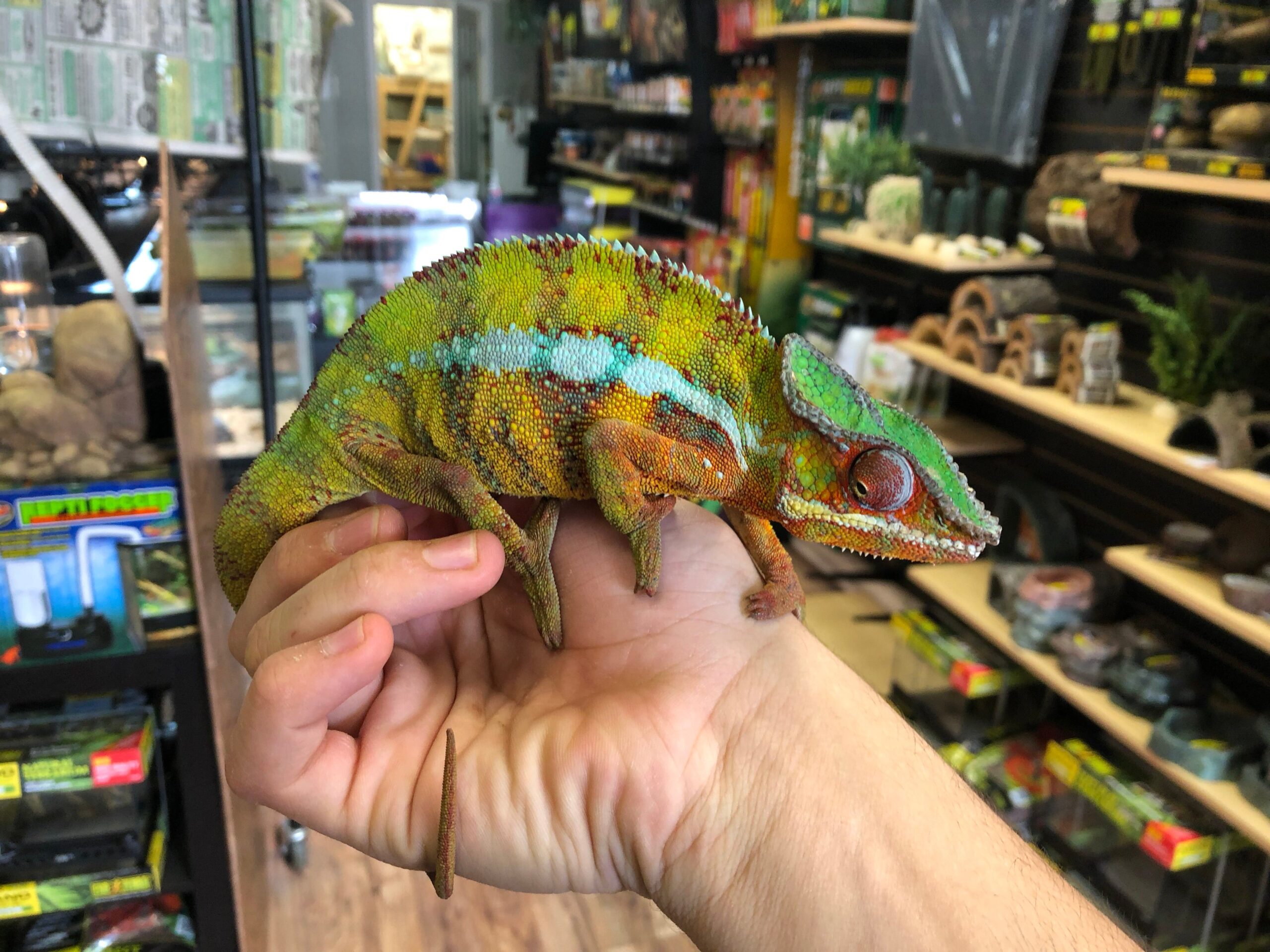 Panther Chameleon (Vohemar) — image 3