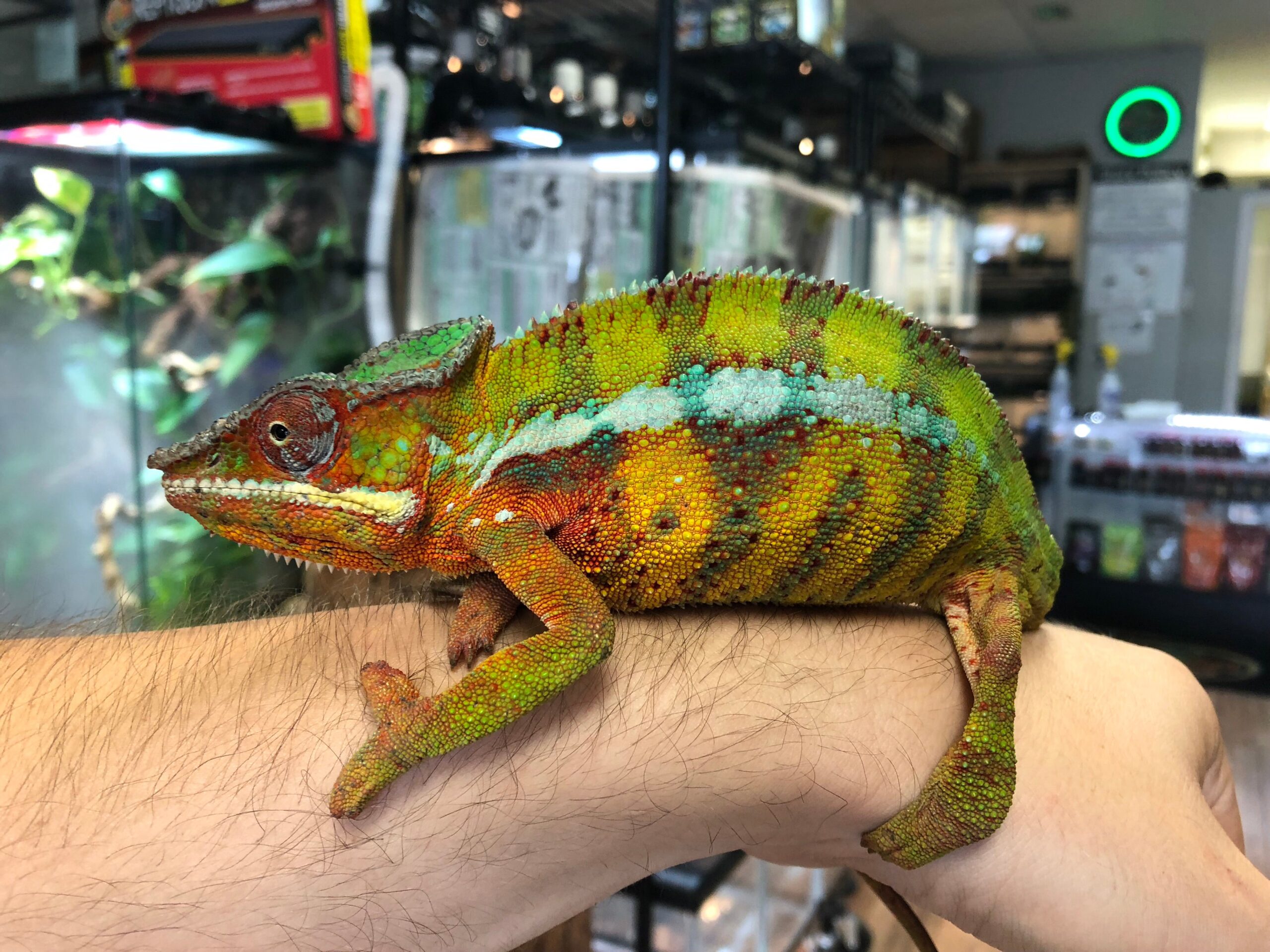 Panther Chameleon (Vohemar) — image 2