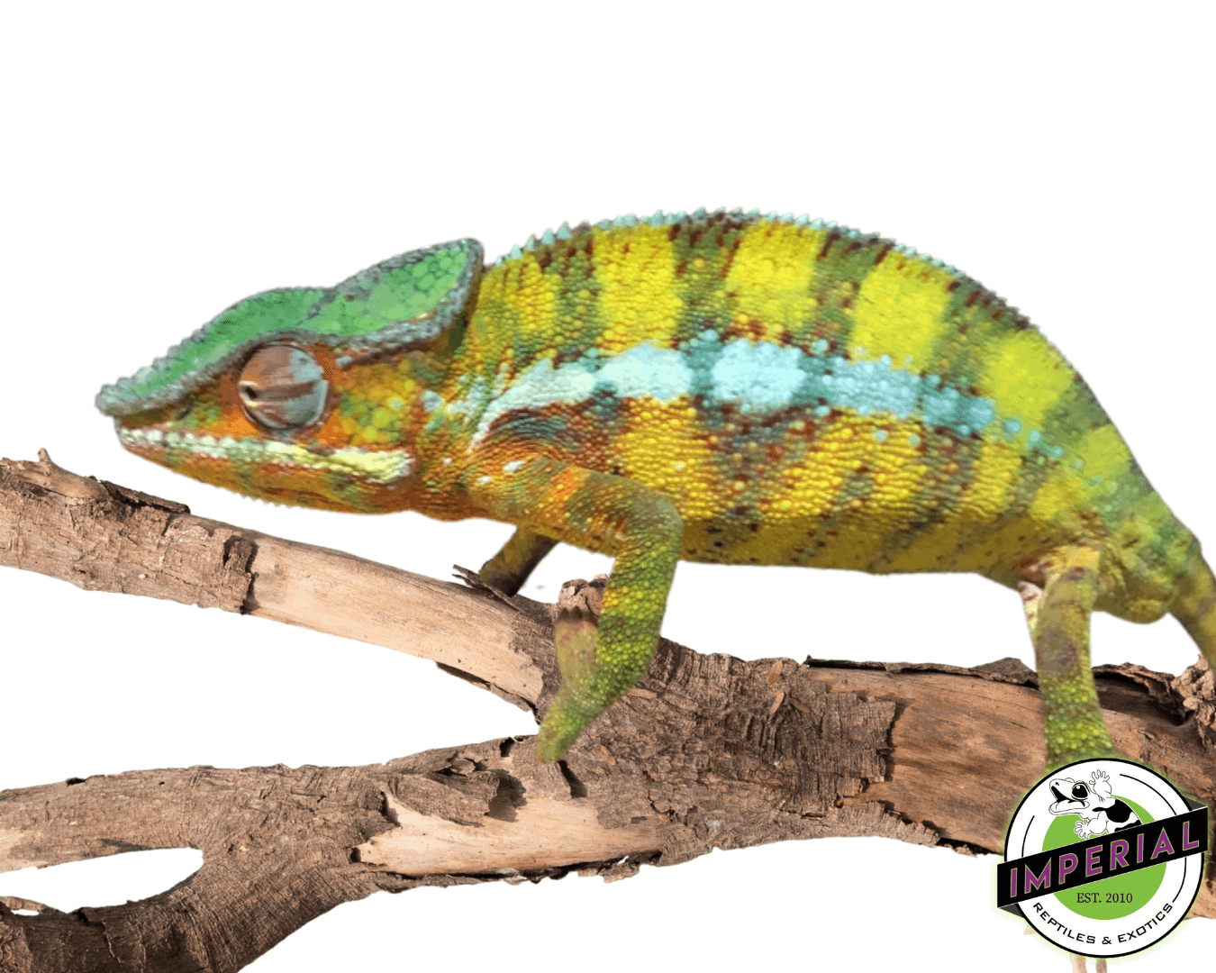 Panther Chameleon