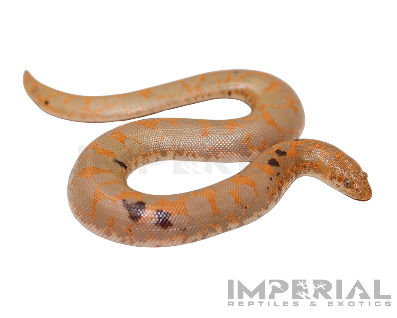 Paradox Albino Kenyan Sand Boa Baby