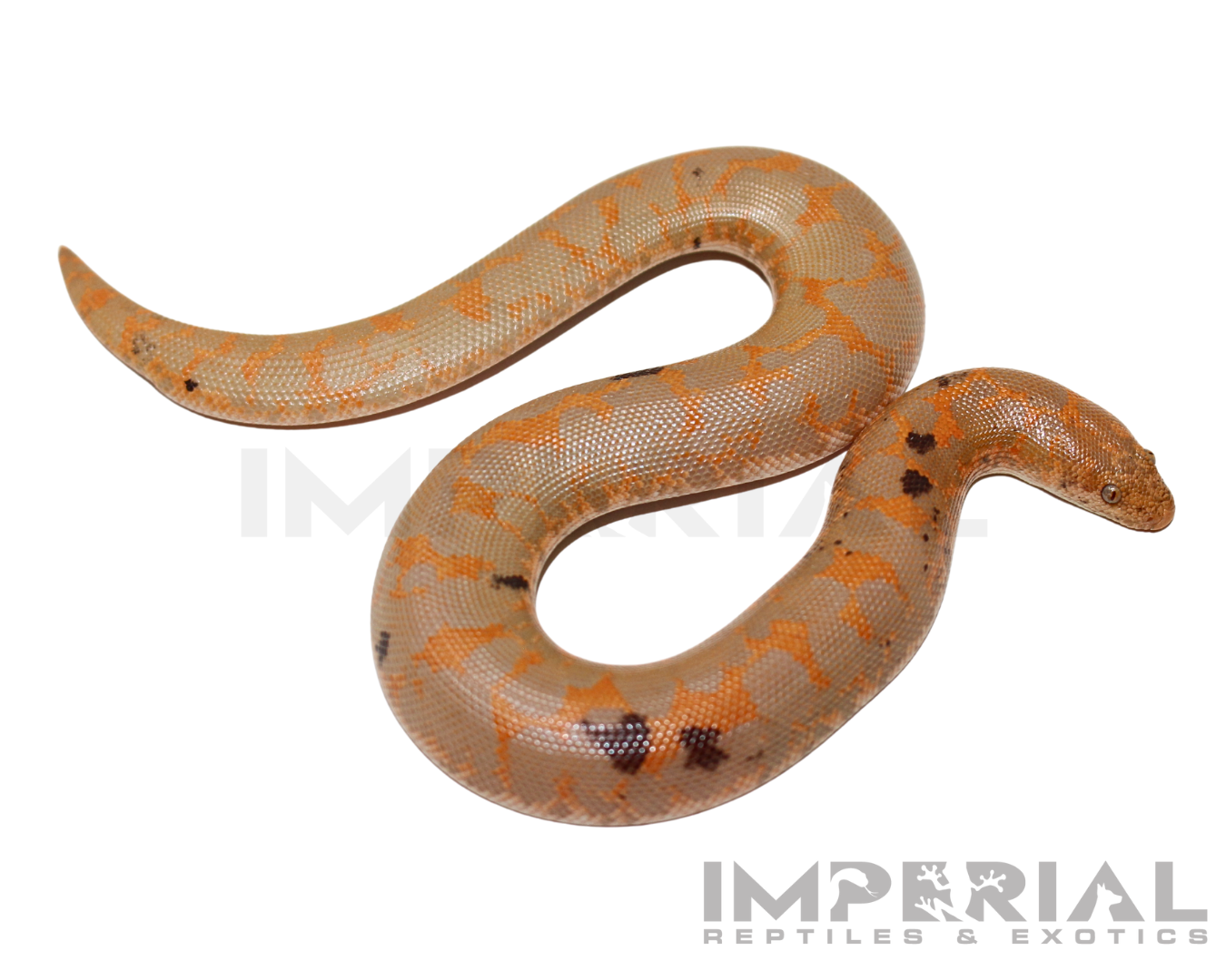 Paradox Albino Kenyan Sand Boa Baby — image 2