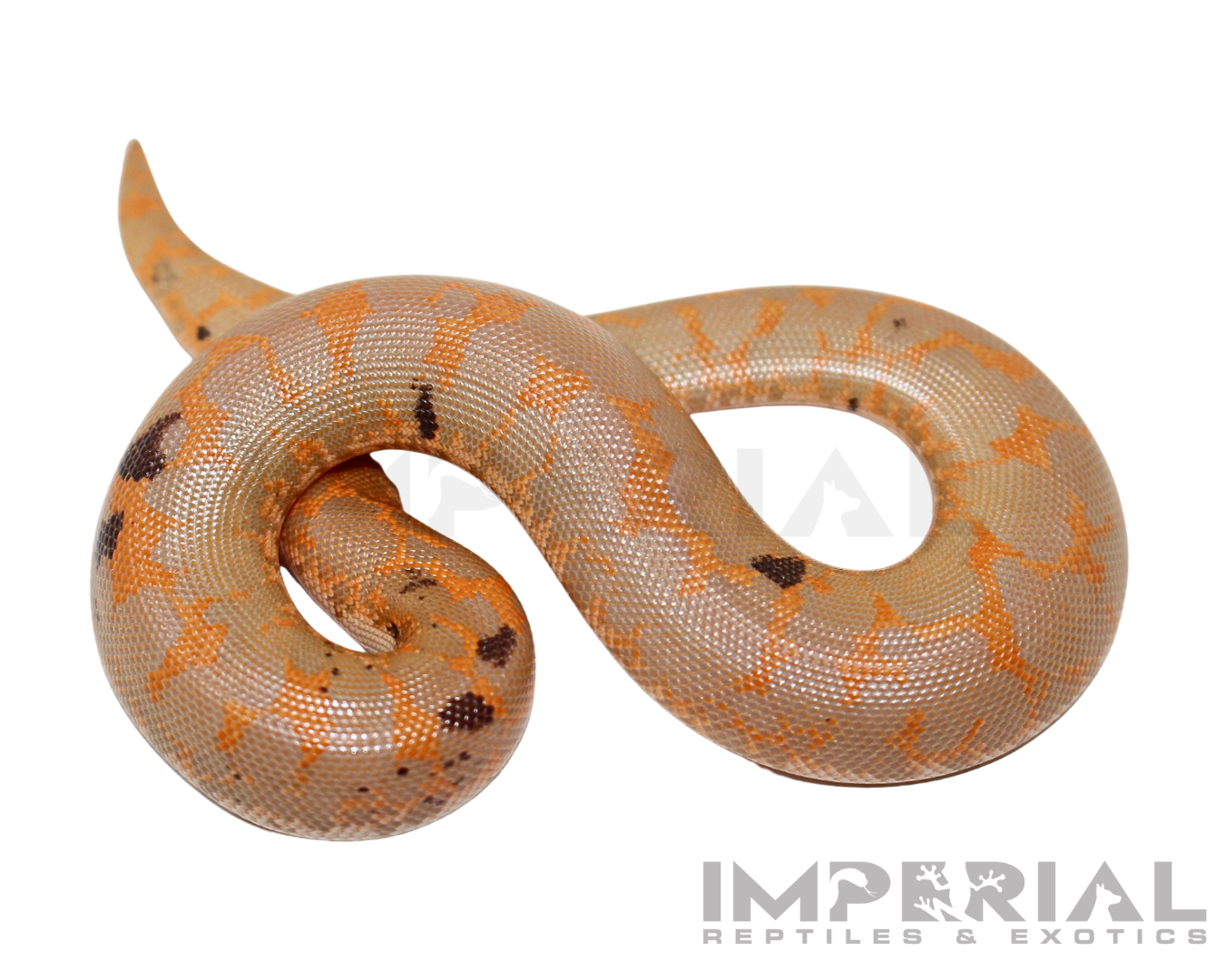 Paradox Albino Kenyan Sand Boa Baby — image 3