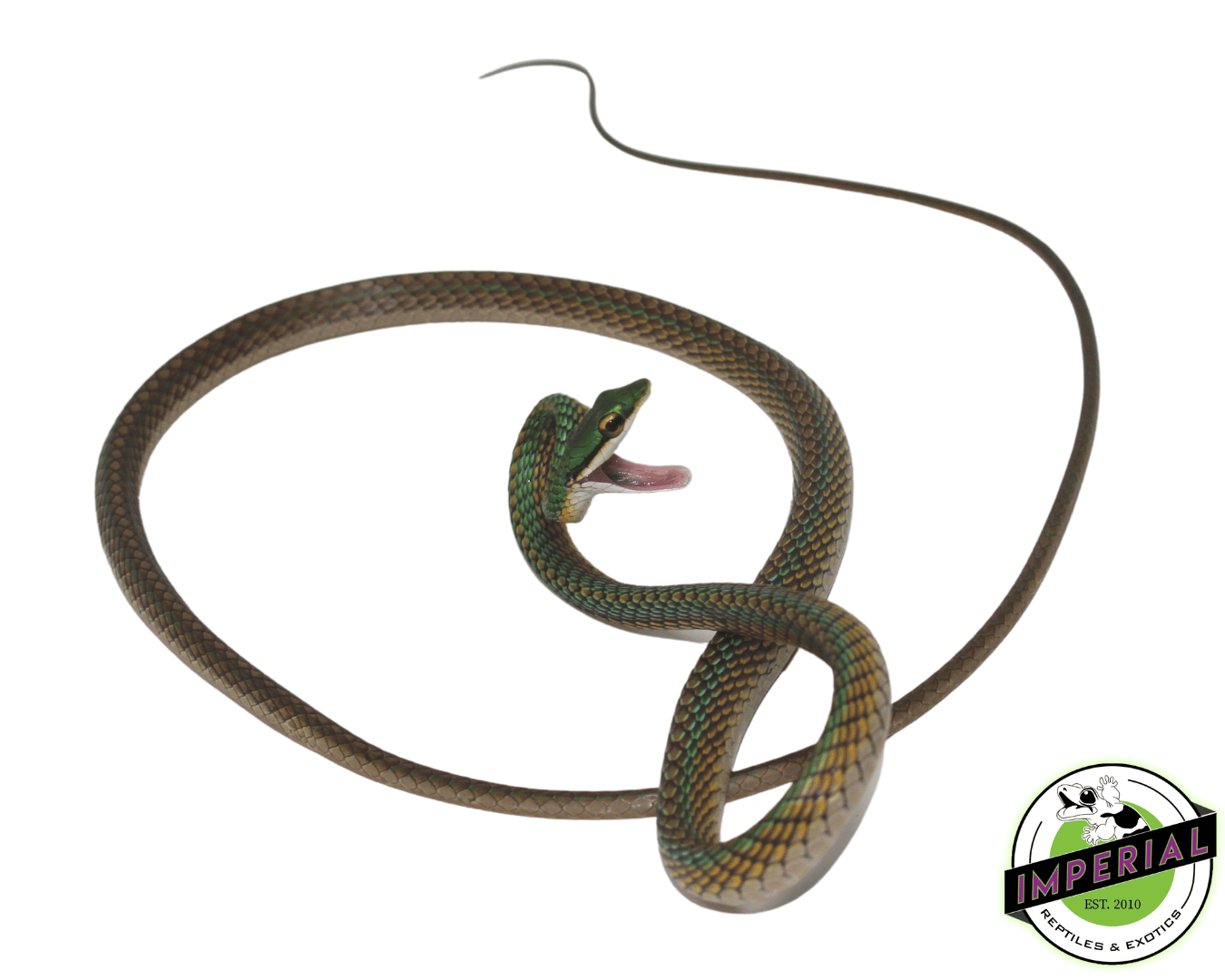 Parrot Snake