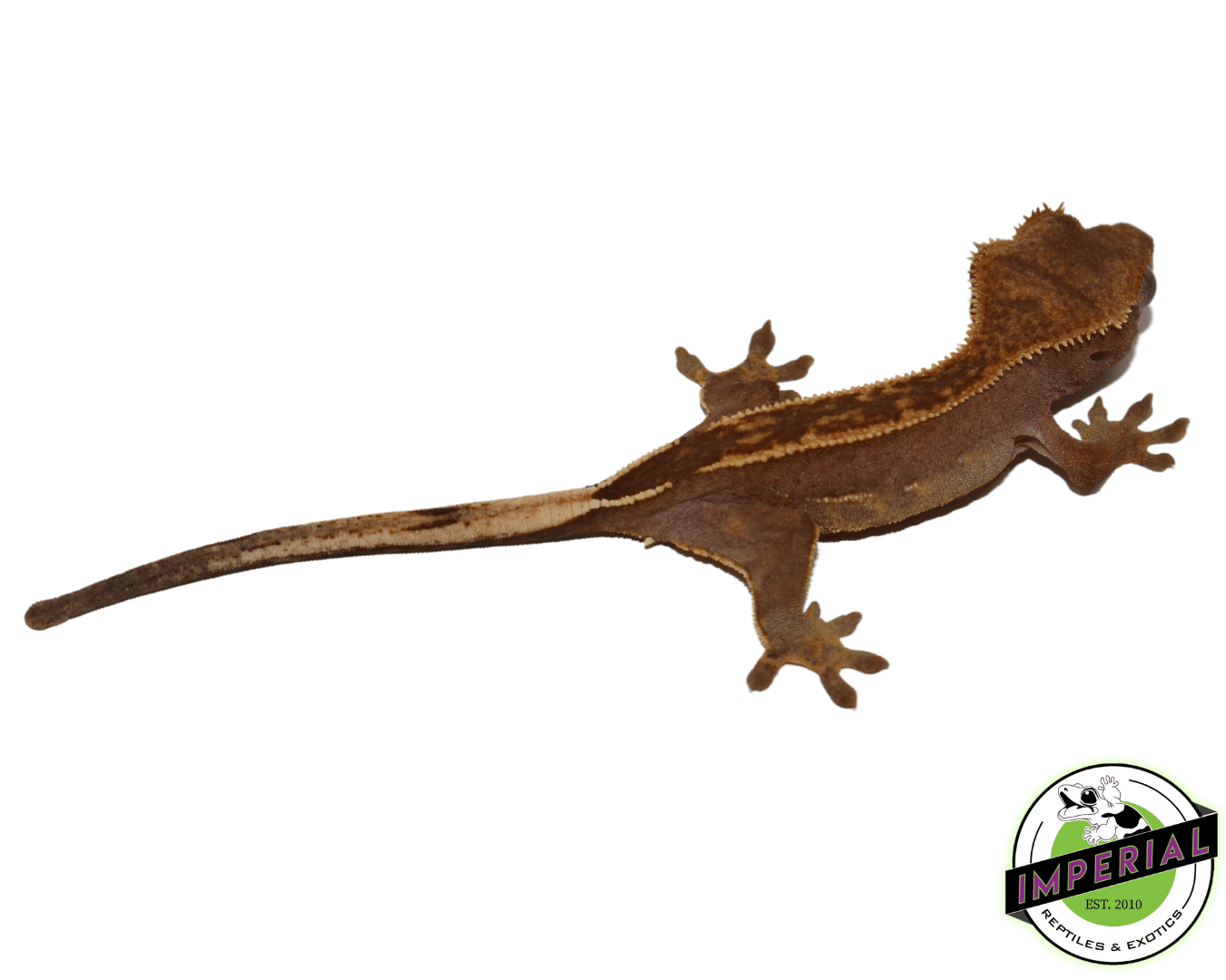 Partial Pinstripe Crested Gecko Baby — image 2