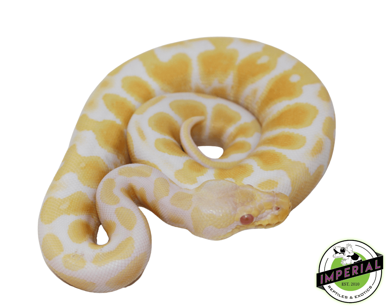 Pastel Albino Ball Python — image 2