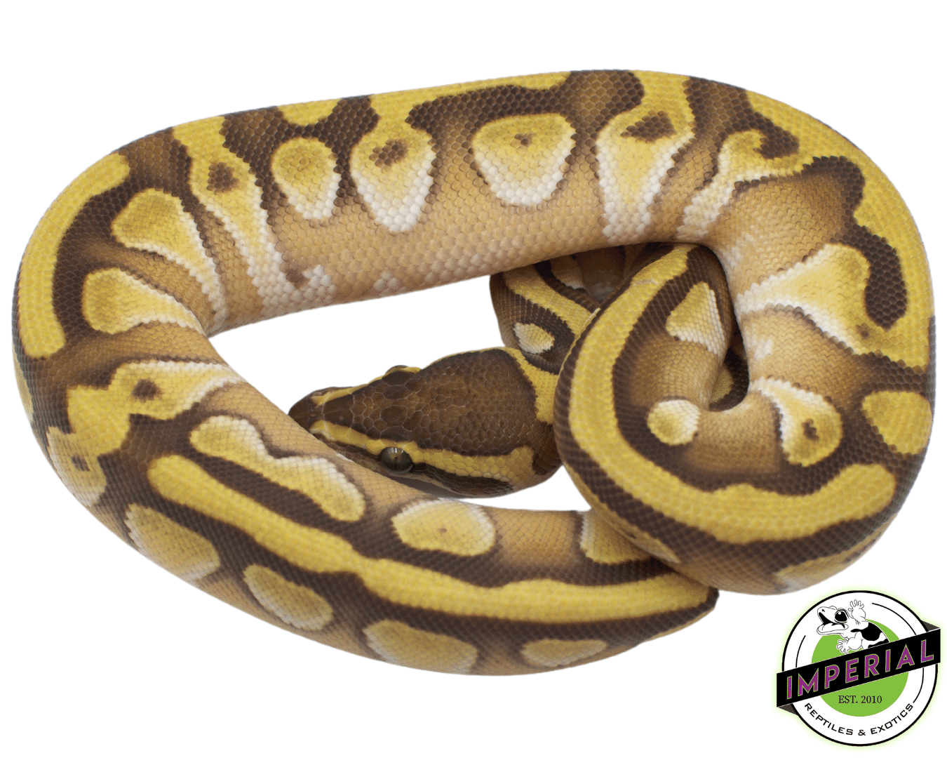 Pastel Butter Enchi Ball Python Baby — image 2