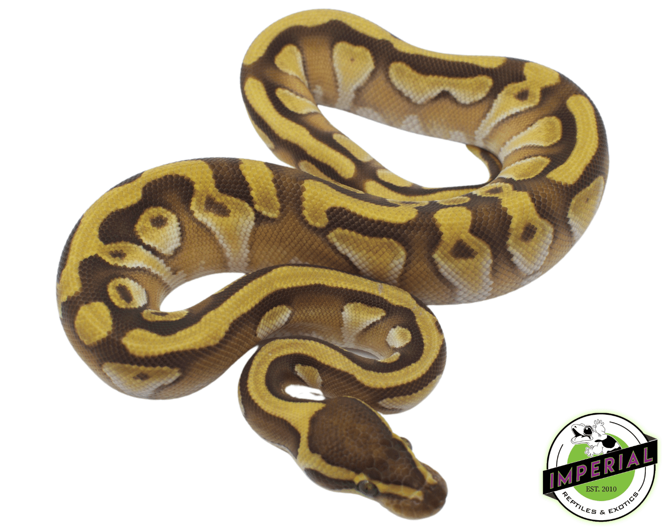 Pastel Butter Enchi Ball Python Baby