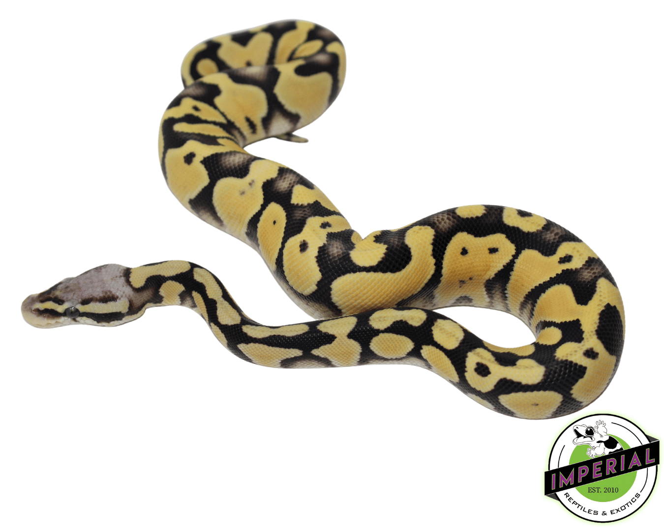 Pastel Desert Ghost Ball Python