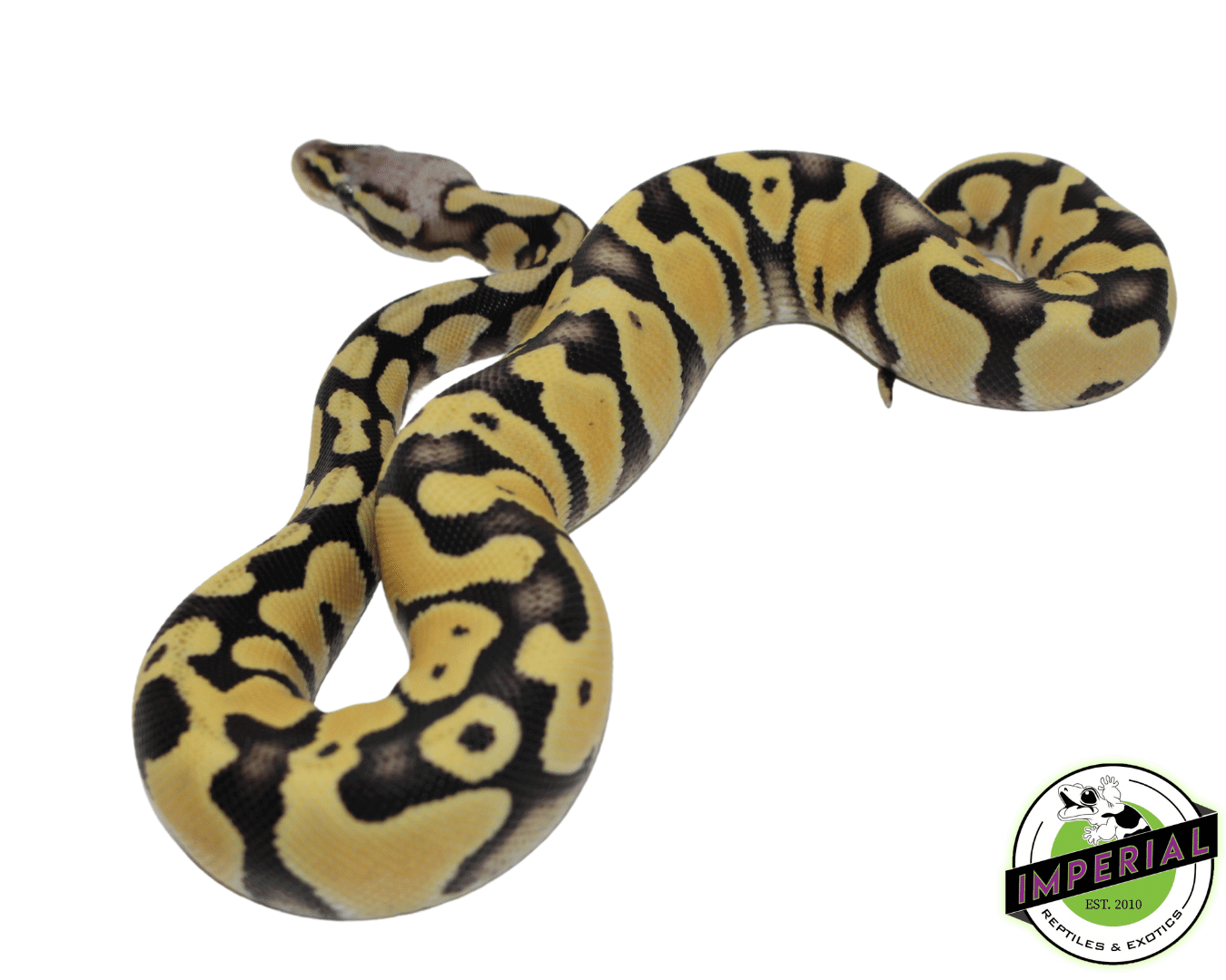 Pastel Desert Ghost Ball Python — image 2