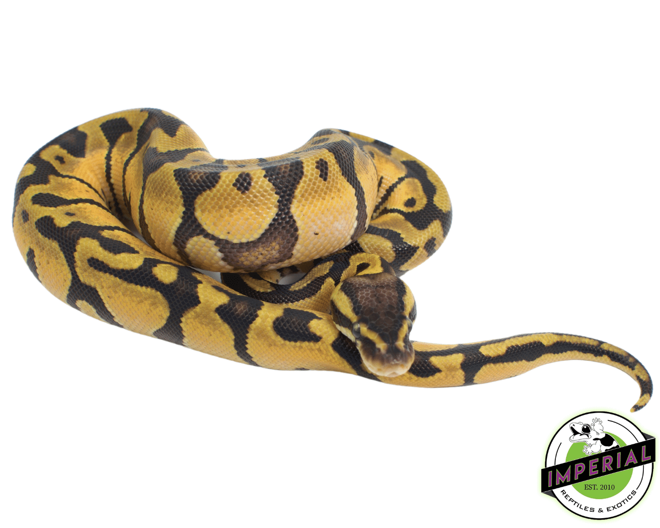 Pastel Enchi Ball Python Baby — image 2