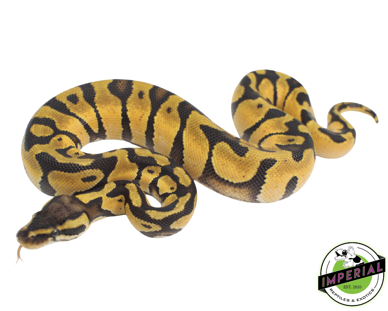 Pastel Enchi Ball Python Baby