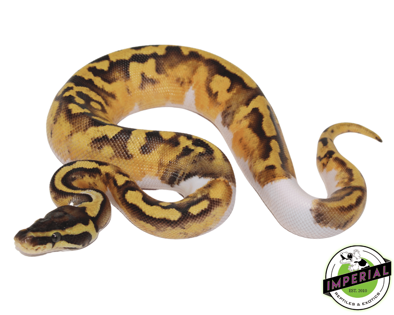 Pastel Enchi Piebald Ball Python