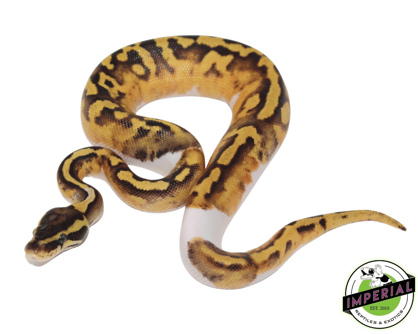 Pastel Enchi Piebald Ball Python — image 2