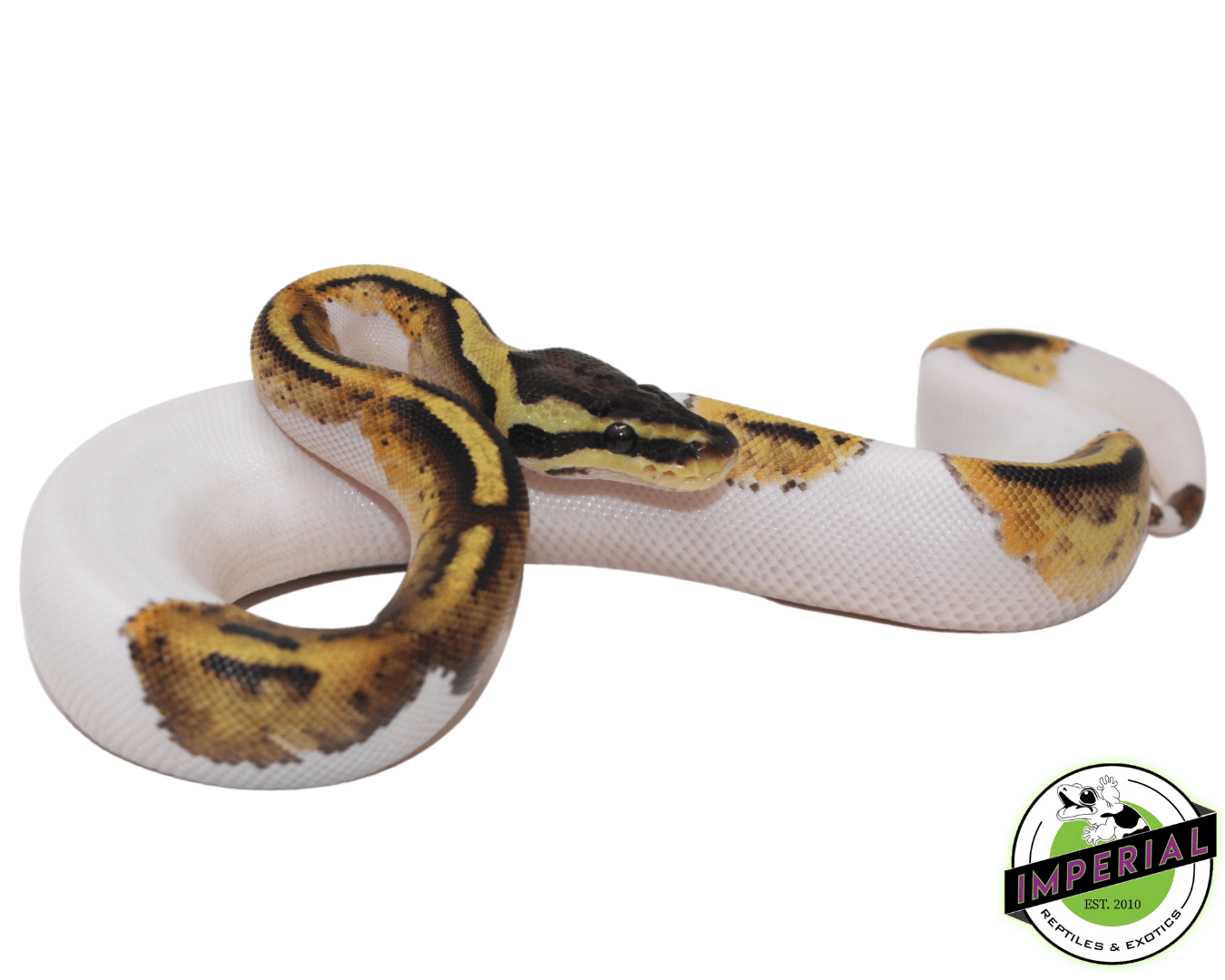 Pastel Pied Ball Python