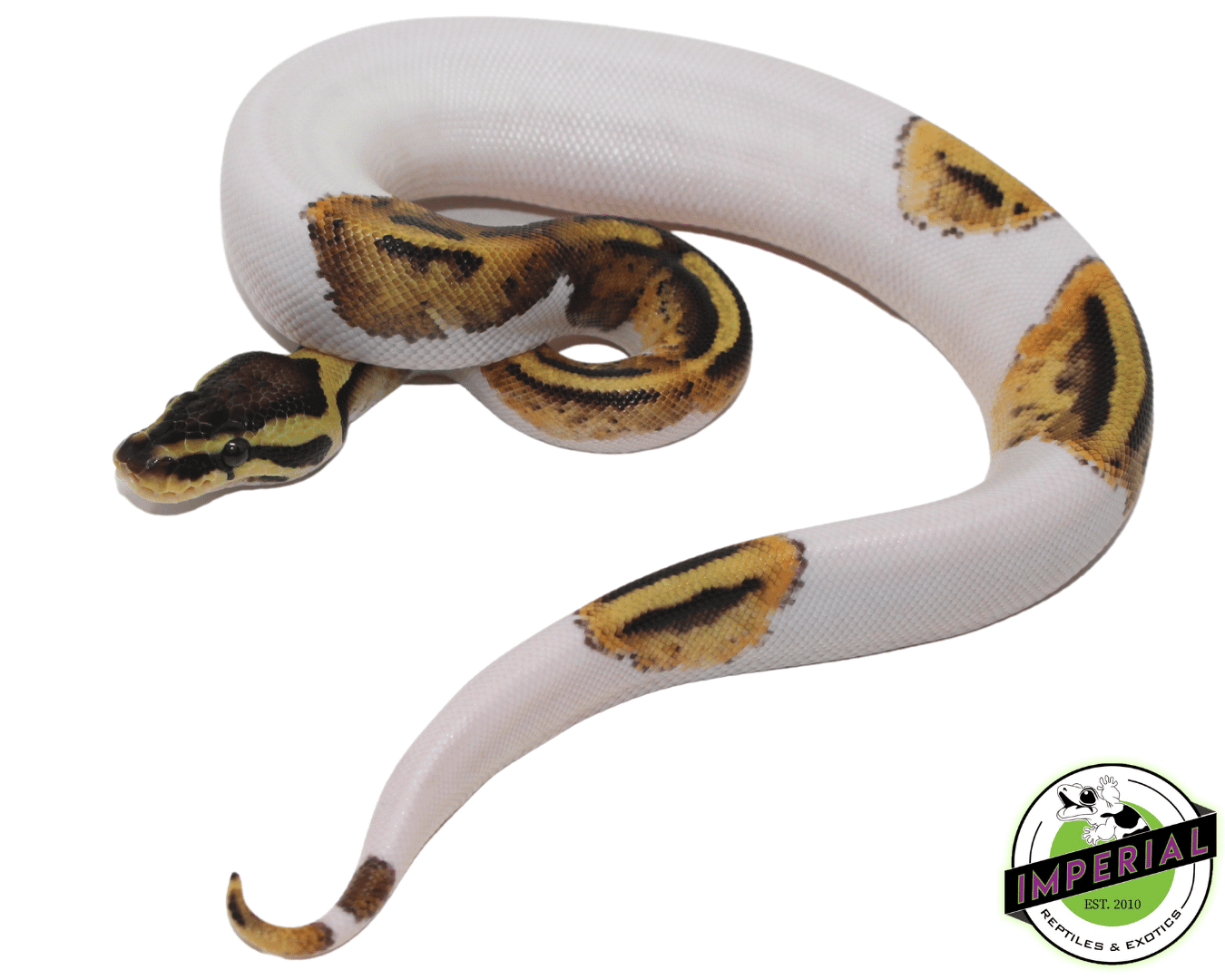 Pastel Pied Ball Python — image 2